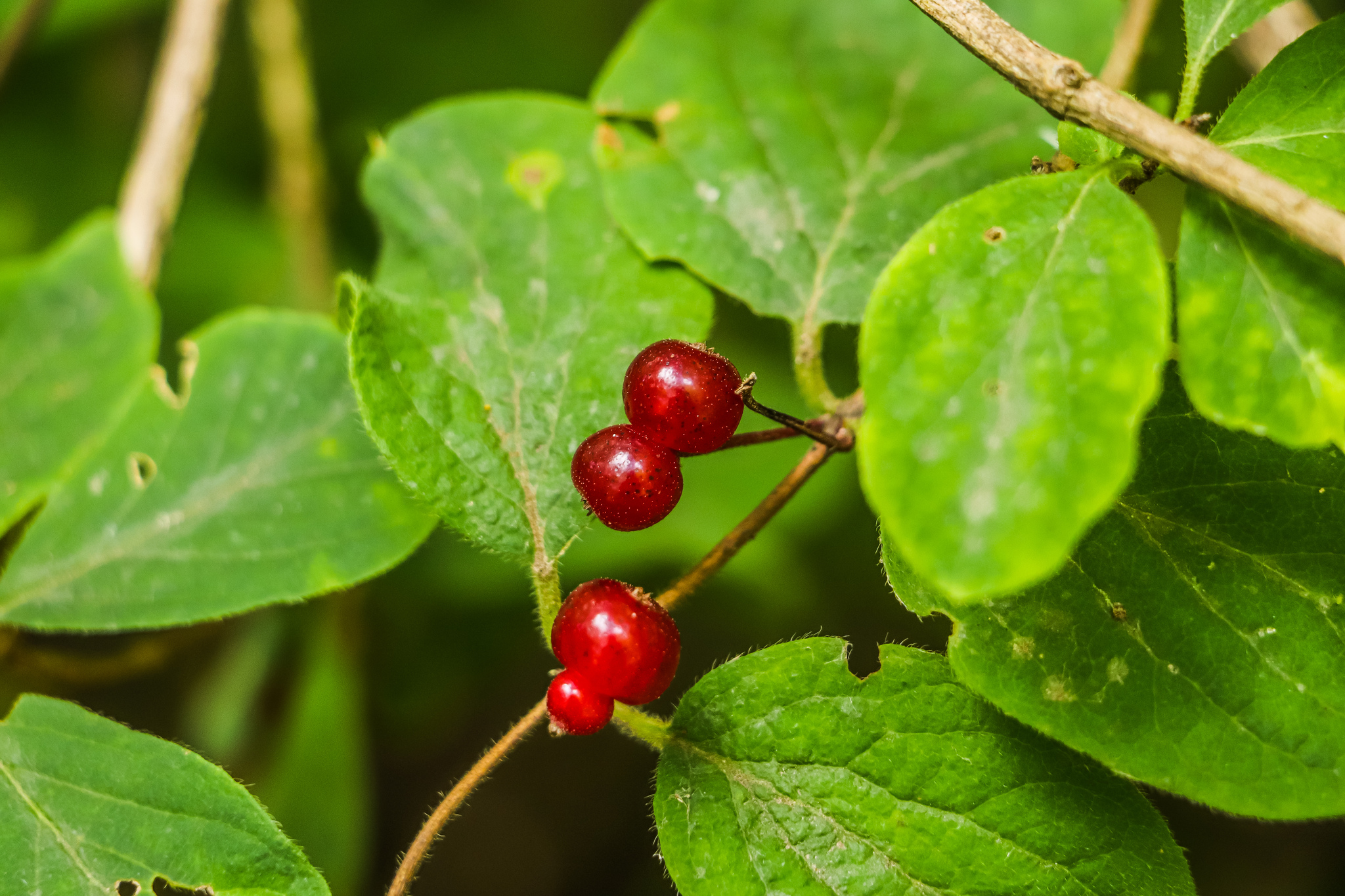 Summer - My, The photo, Nature, Berries, Flowers, Summer, Longpost