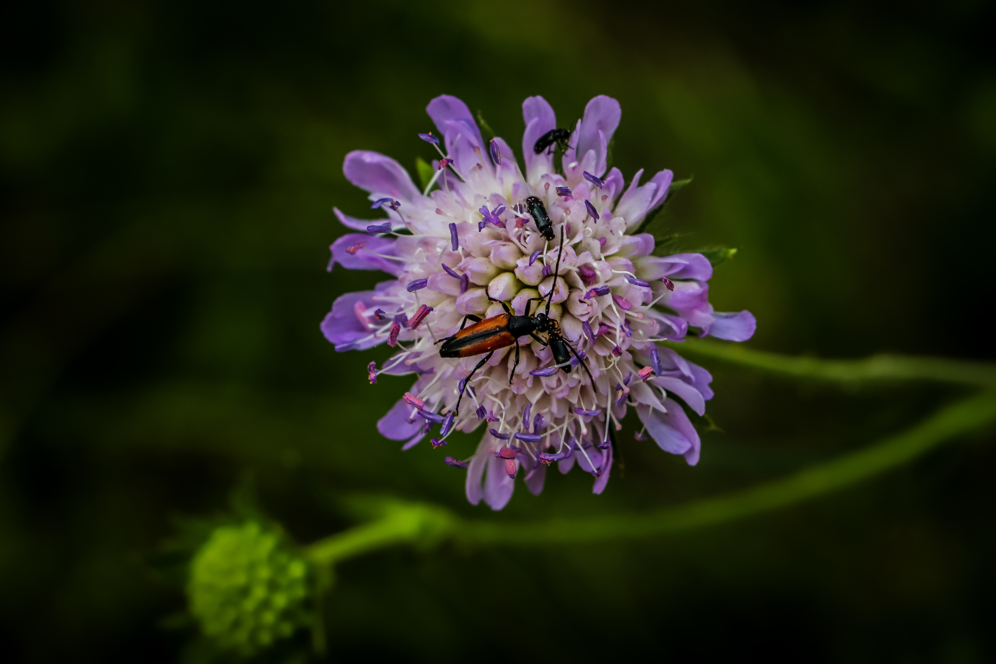 Summer - My, The photo, Nature, Berries, Flowers, Summer, Longpost