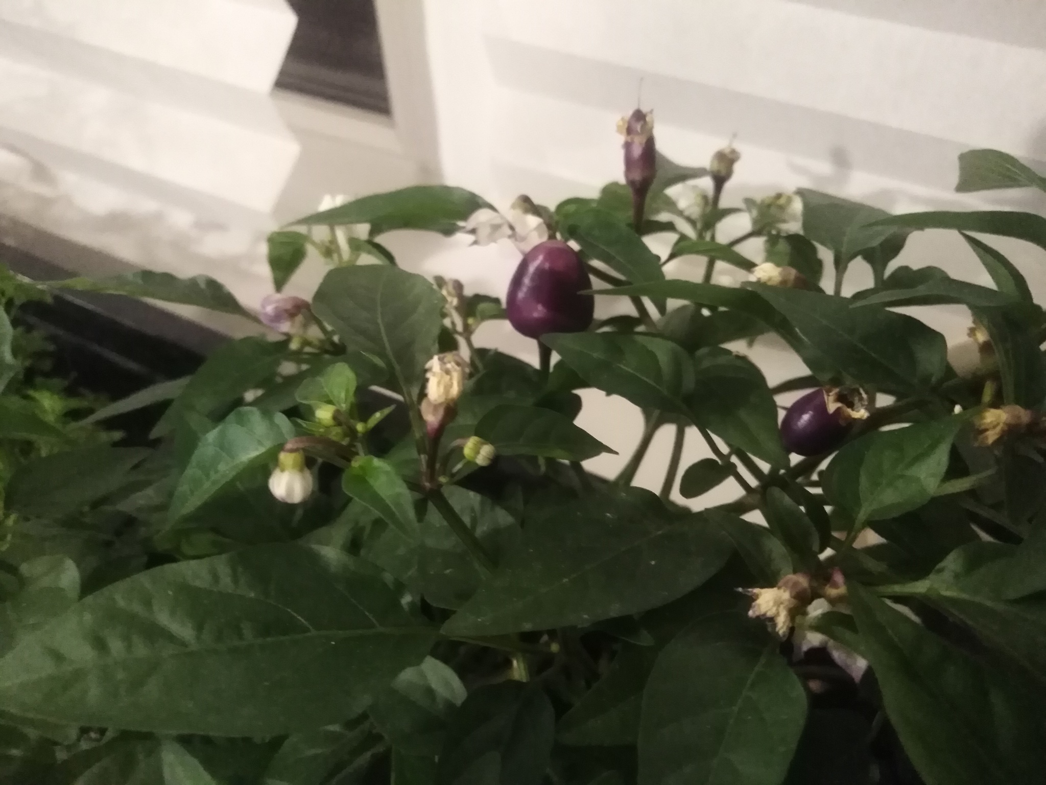 Help with Pepper Variety Identification - Hot peppers, Pepper, Pepper farming, Help