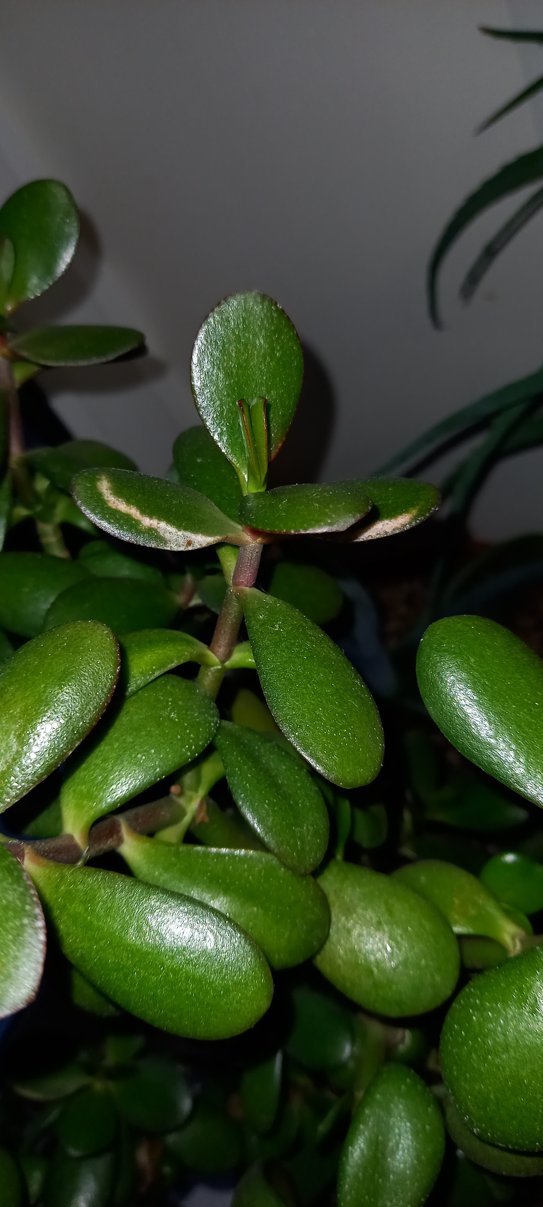 The fat woman is sick - My, Succulents, Crassula, Plant diseases, Treatment, Care, Longpost