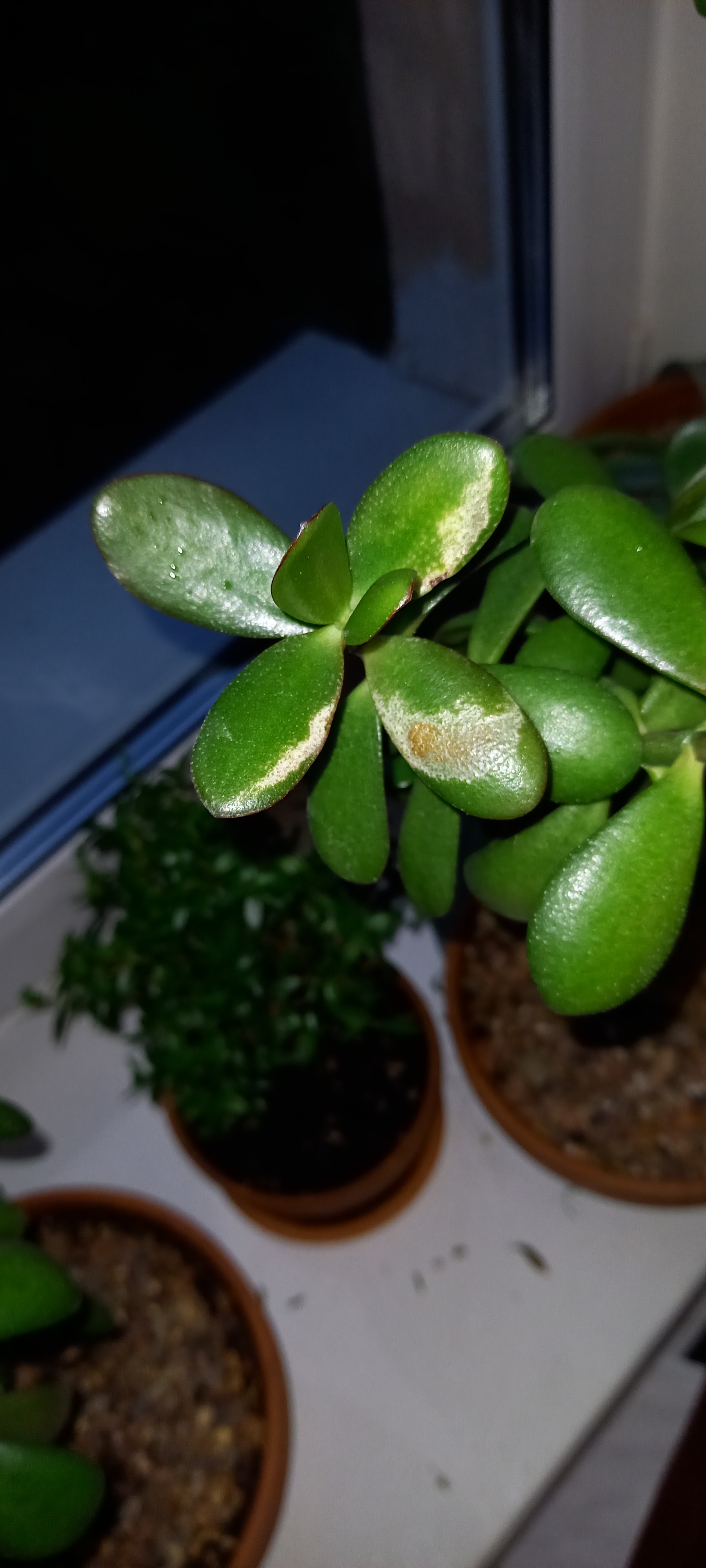 The fat woman is sick - My, Succulents, Crassula, Plant diseases, Treatment, Care, Longpost