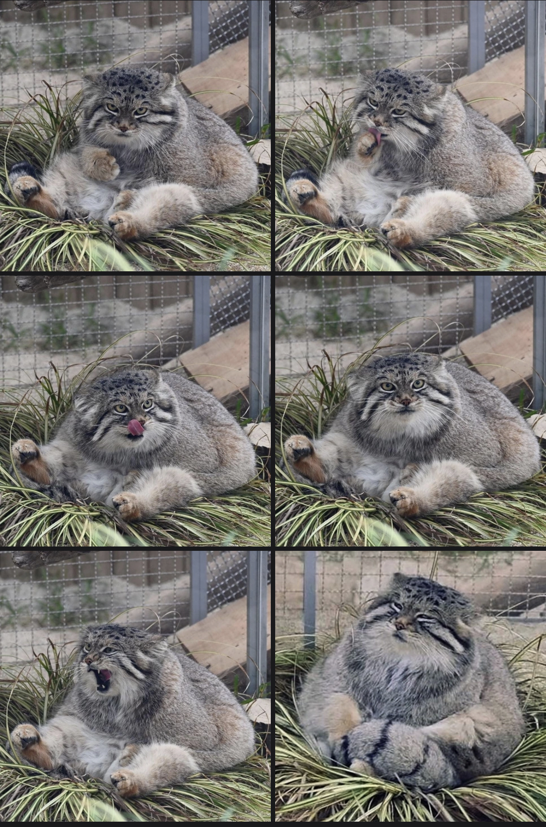 Would you like a nesting manul? - Pallas' cat, Pet the cat, Small cats, Cat family, Wild animals, Predatory animals, The photo, Zoo