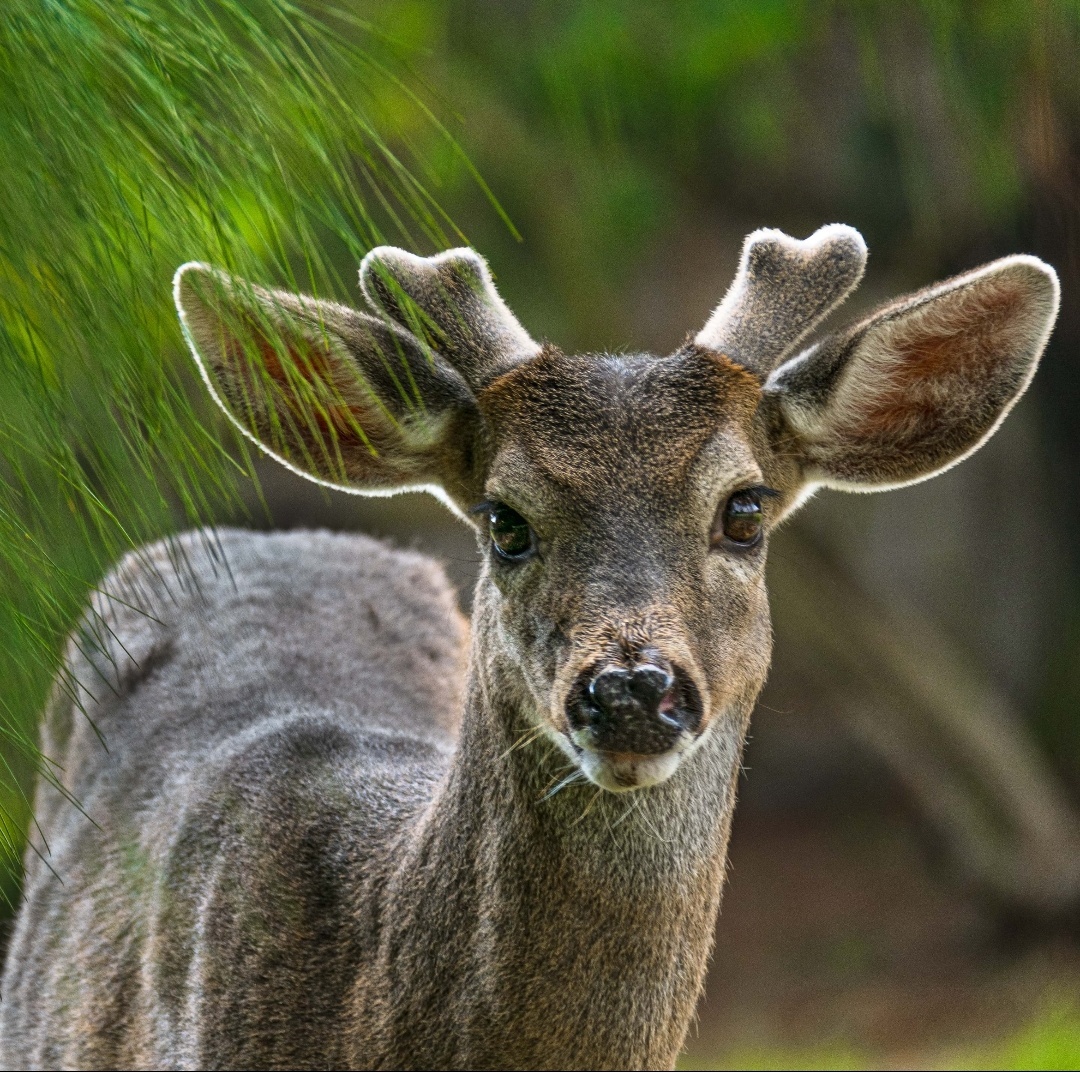 Song from childhood - My, Deer, Song, Images, Question