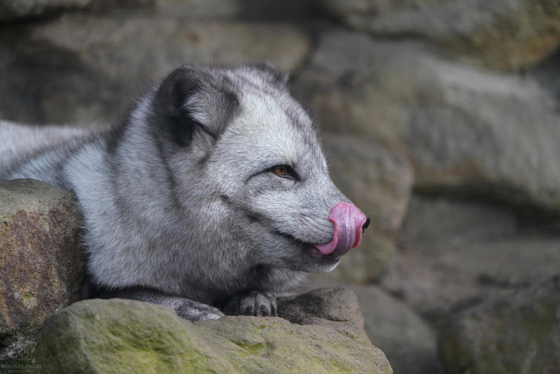 Animals and birds from different zoos - Mouselemur, The photo, Zoo, Arctic fox, Otter, Red-footed falcon, a lion, Mongoose, Lemur, Leopard, Longpost