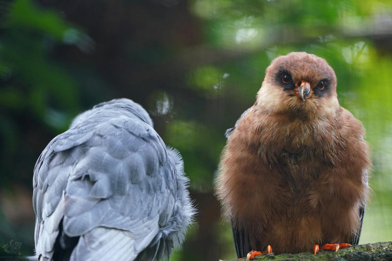 Animals and birds from different zoos - Mouselemur, The photo, Zoo, Arctic fox, Otter, Red-footed falcon, a lion, Mongoose, Lemur, Leopard, Longpost