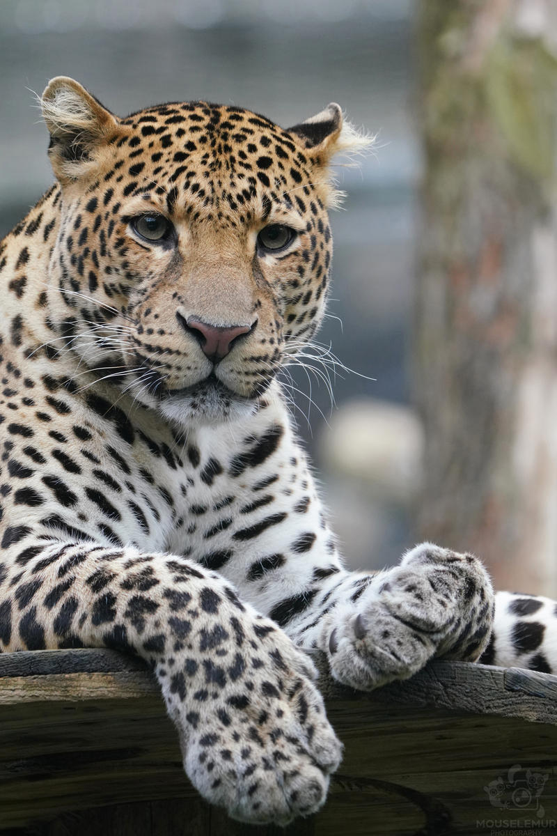 Animals and birds from different zoos - Mouselemur, The photo, Zoo, Arctic fox, Otter, Red-footed falcon, a lion, Mongoose, Lemur, Leopard, Longpost