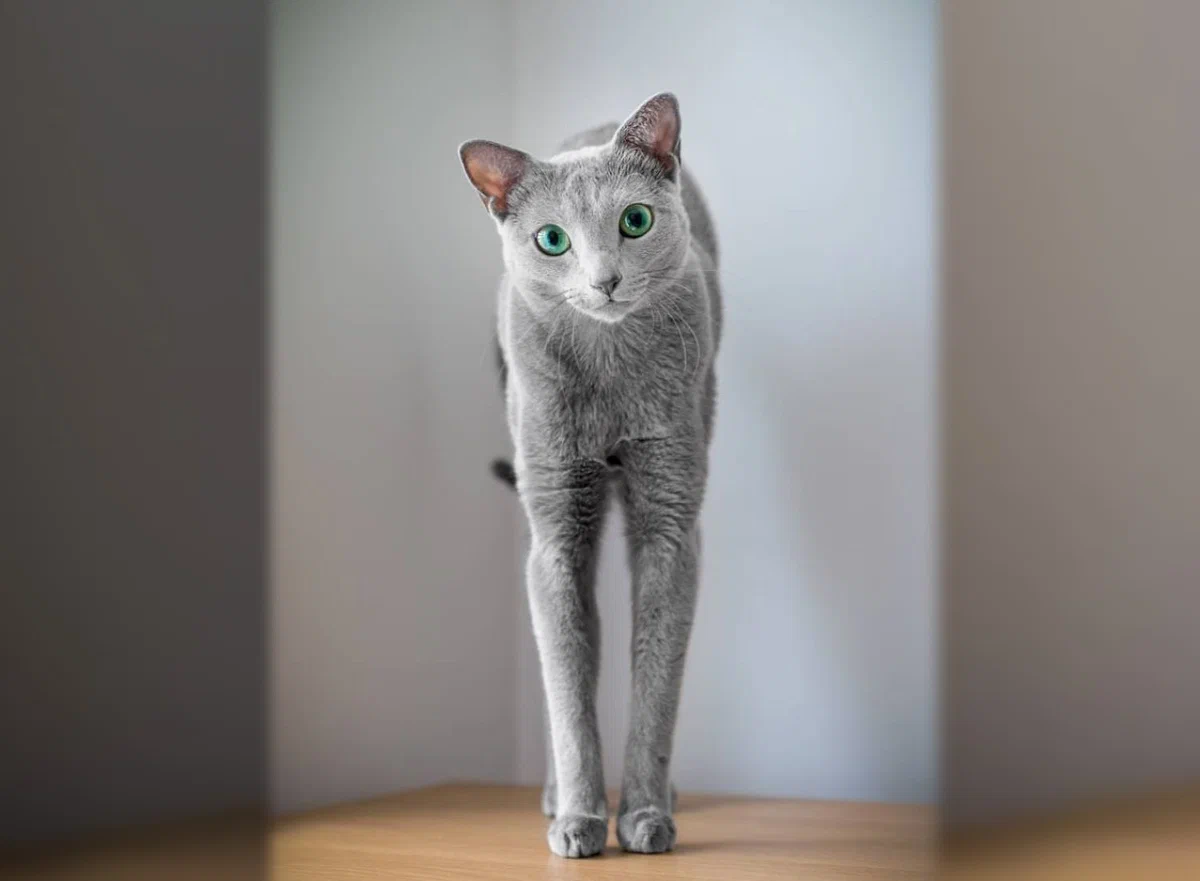 Russian blue: From the ship to the ball. - Russian blue, Pets, cat, Animal book, Yandex Zen, Longpost