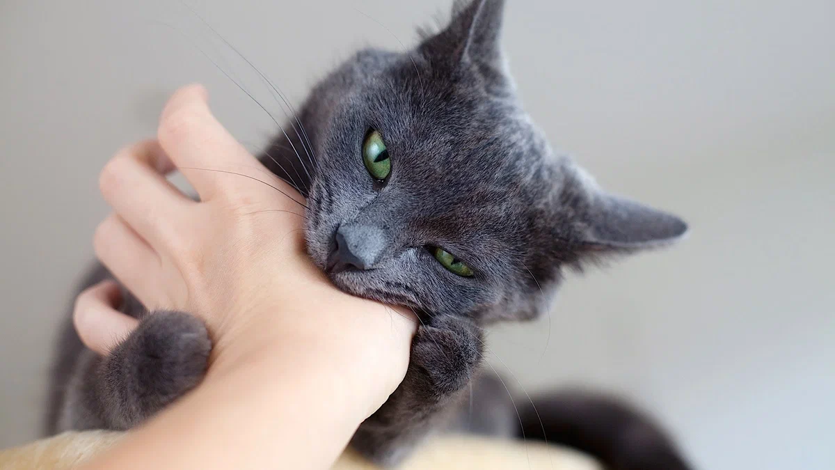 Russian blue: From the ship to the ball. - Russian blue, Pets, cat, Animal book, Yandex Zen, Longpost