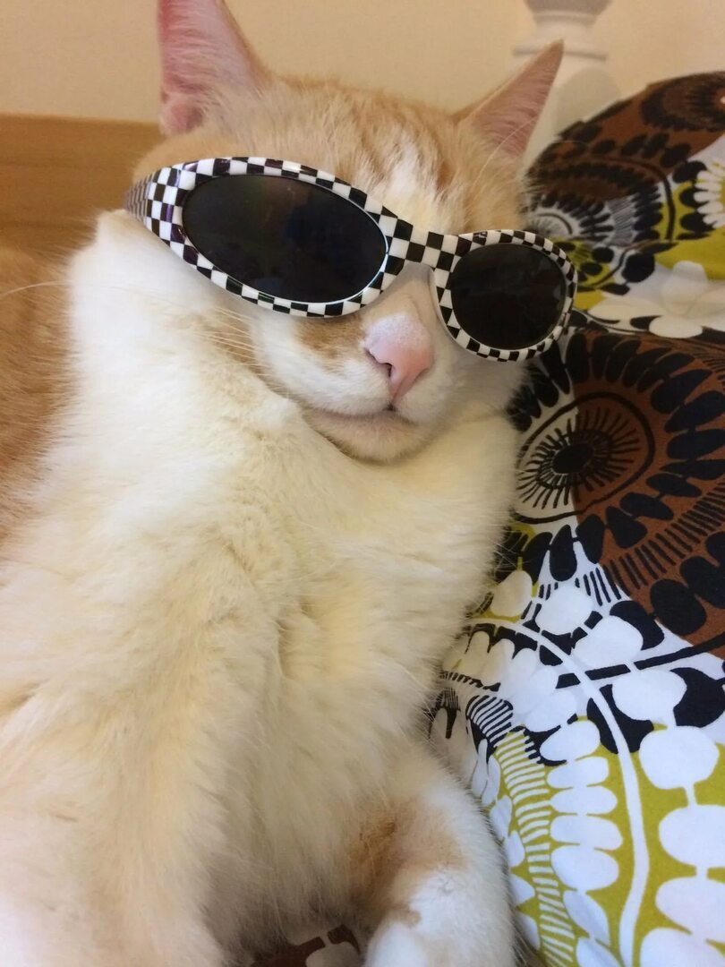 Who is chilling today? - cat, Cool guy