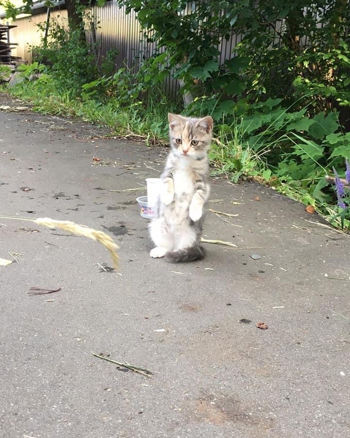 Kittens in good hands - Animals, Homeless animals, Kittens, Troitsk, Moscow, New Moscow, Longpost, cat, In good hands, No rating