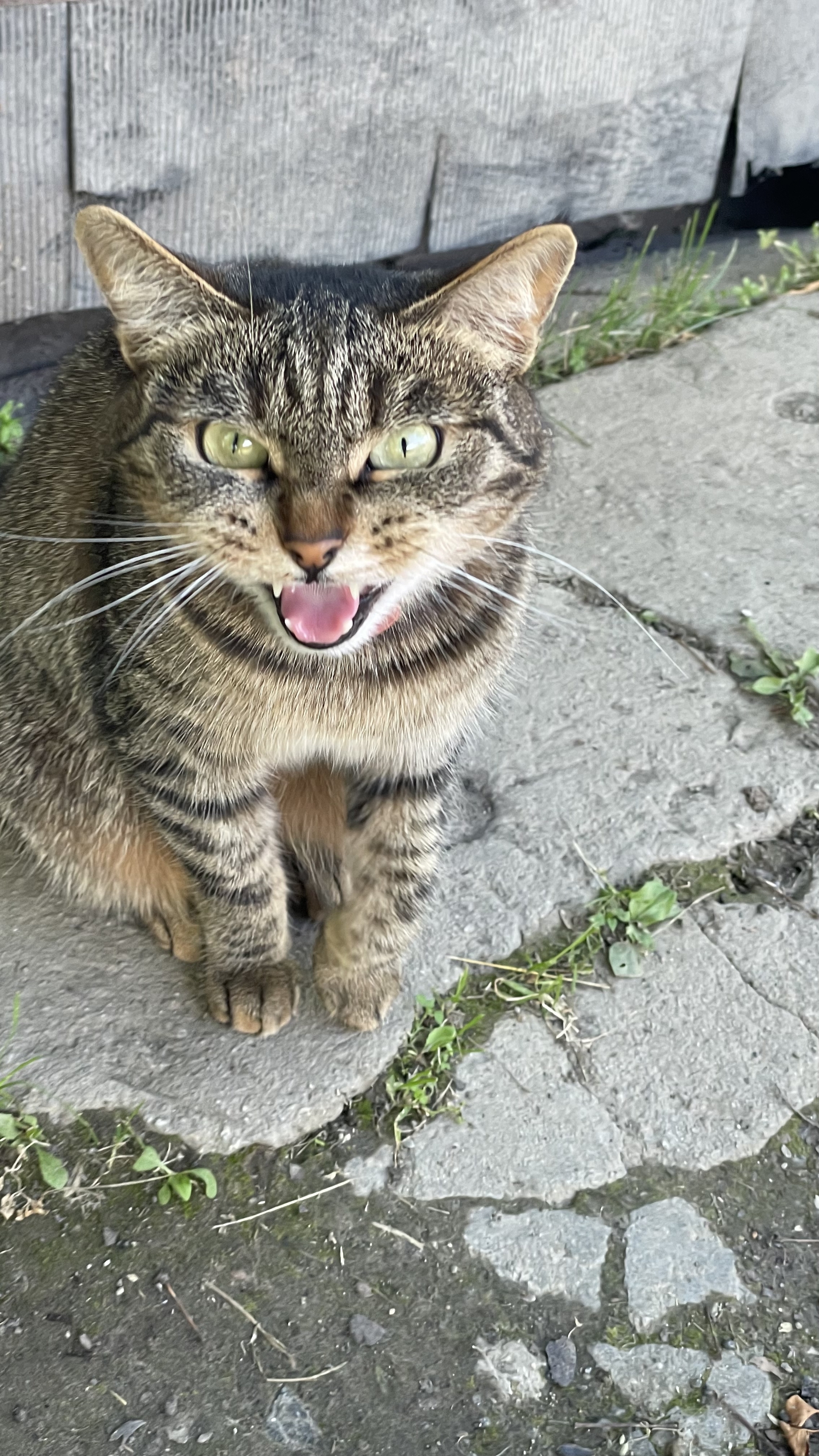 country cat - My, cat, Dacha, Summer