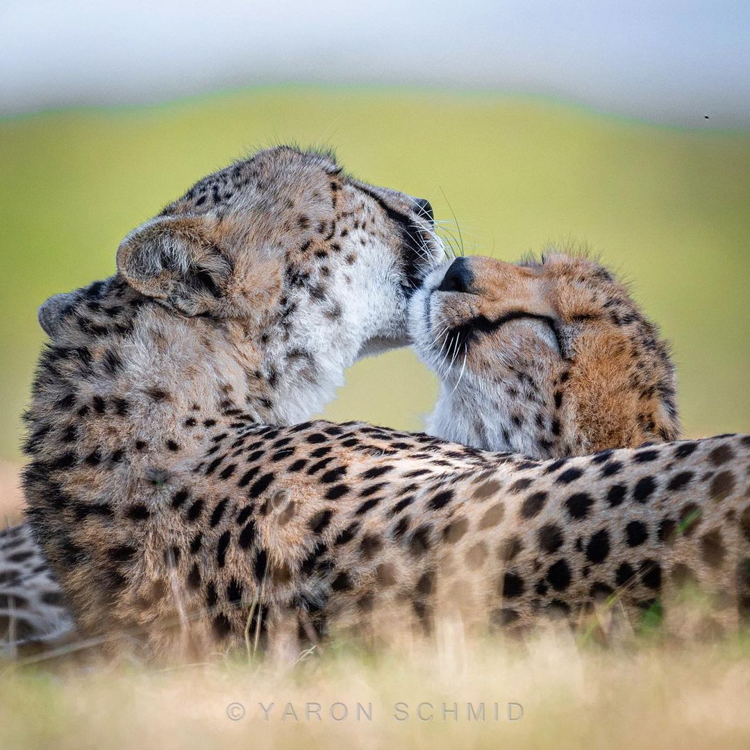 Mother and son - Cheetah, Rare view, Small cats, Cat family, Predatory animals, Mammals, Animals, Wild animals, wildlife, Nature, Reserves and sanctuaries, Africa, The photo, Washing