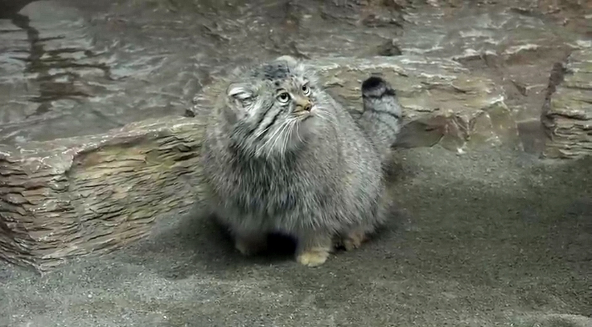 Kinushka - Pallas' cat, Pet the cat, Small cats, Cat family, Predatory animals, Wild animals, The photo, Longpost, Video, Youtube