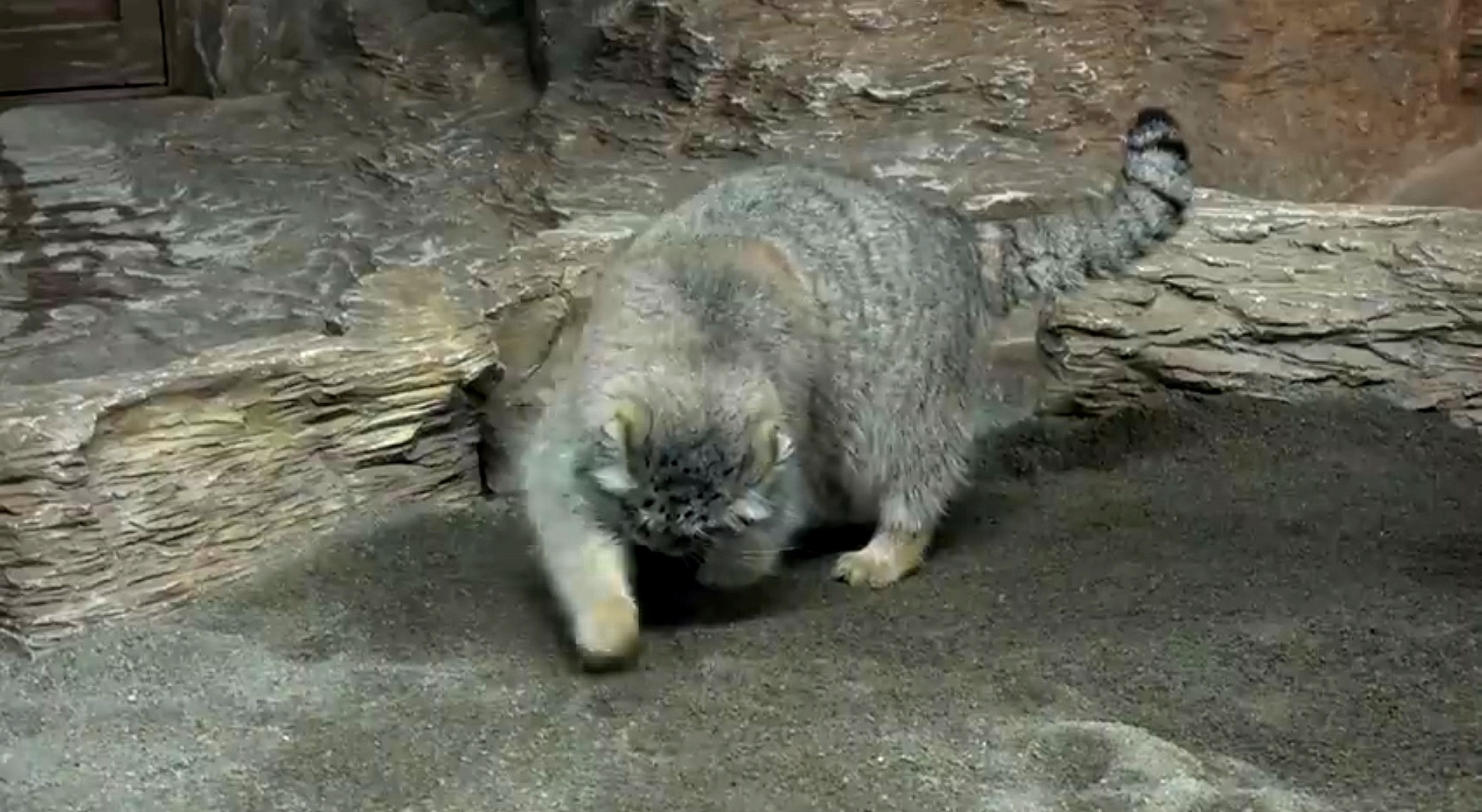 Kinushka - Pallas' cat, Pet the cat, Small cats, Cat family, Predatory animals, Wild animals, The photo, Longpost, Video, Youtube