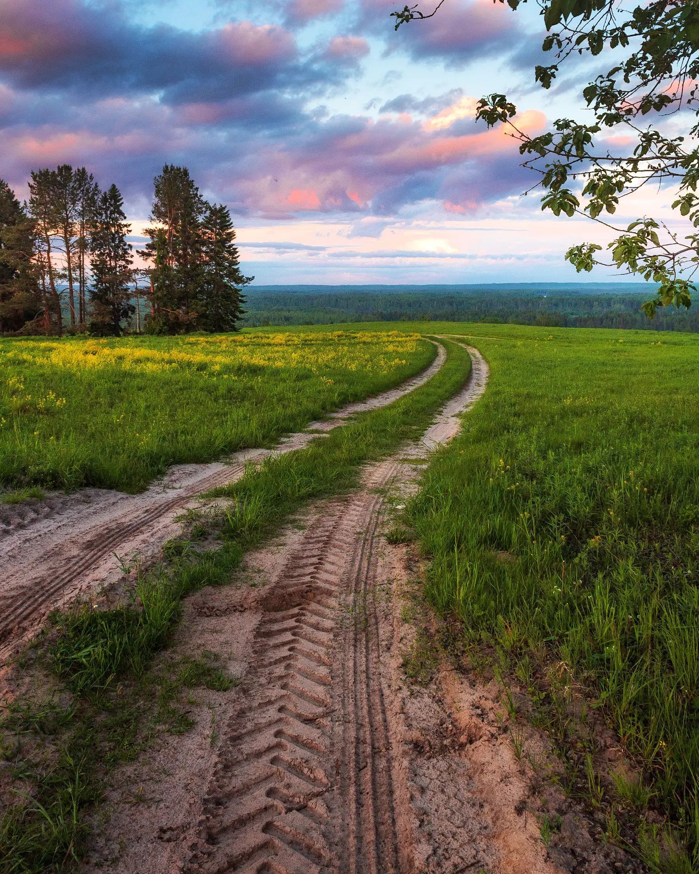 Early morning colors - The photo, Russia, Forest, Road