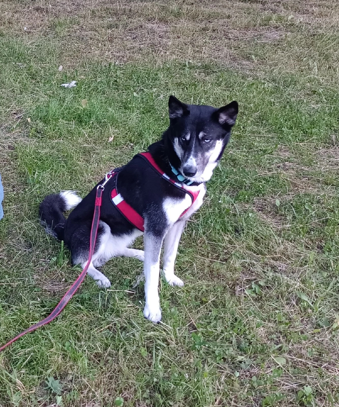 Found dog mestizo husky St. Petersburg (Moskovsky district) - My, No rating, Found a dog, Saint Petersburg, Lost, Siberian Husky, Longpost, Dog