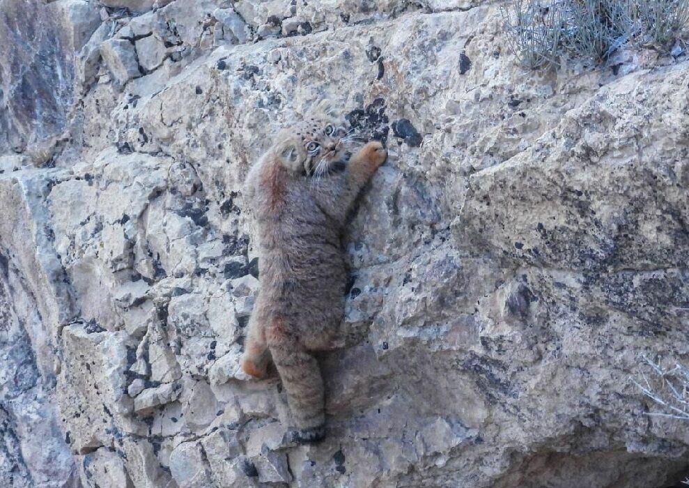 rock climber - Pallas' cat, Pet the cat, Iron, Wild animals, Predatory animals, Cat family, Small cats, Rare view, Fluffy, Iran, The photo, Rock climbers