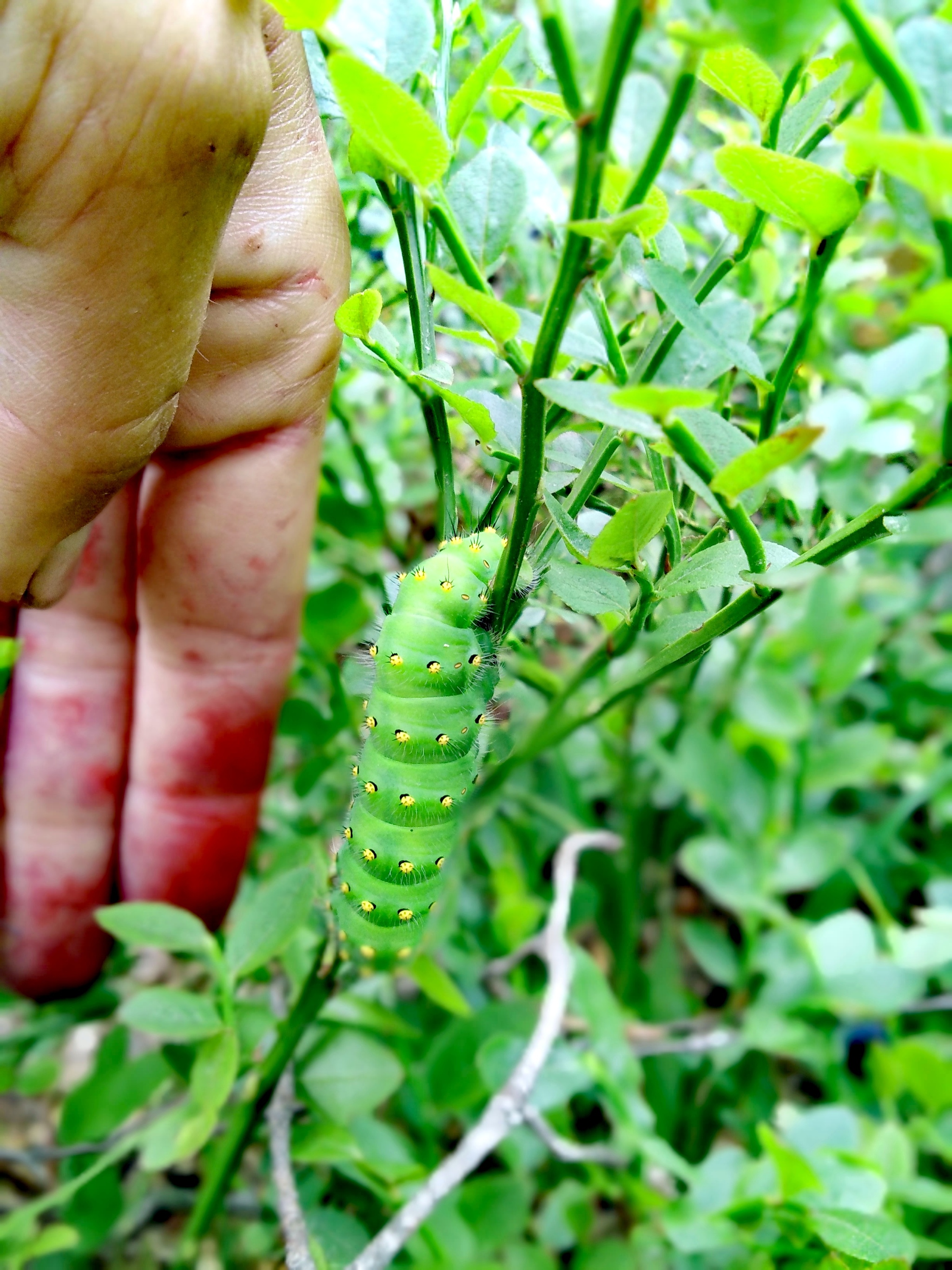 Is it Pupsen or Vupsen? - My, Insects, Butterfly, Caterpillar, Life cycle, Biology