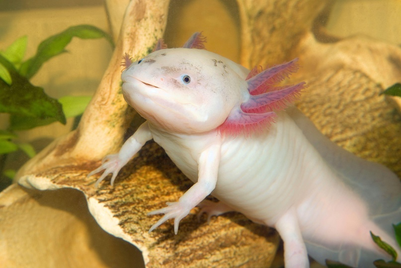 Dragons exist: they're closer than you think - Nauchpop, Animals, Milota, The Dragon, Informative, Facts, Scientists, The science, Sciencepro, Research, Biology, news, Marine life, Reptiles, Longpost, Axolotl