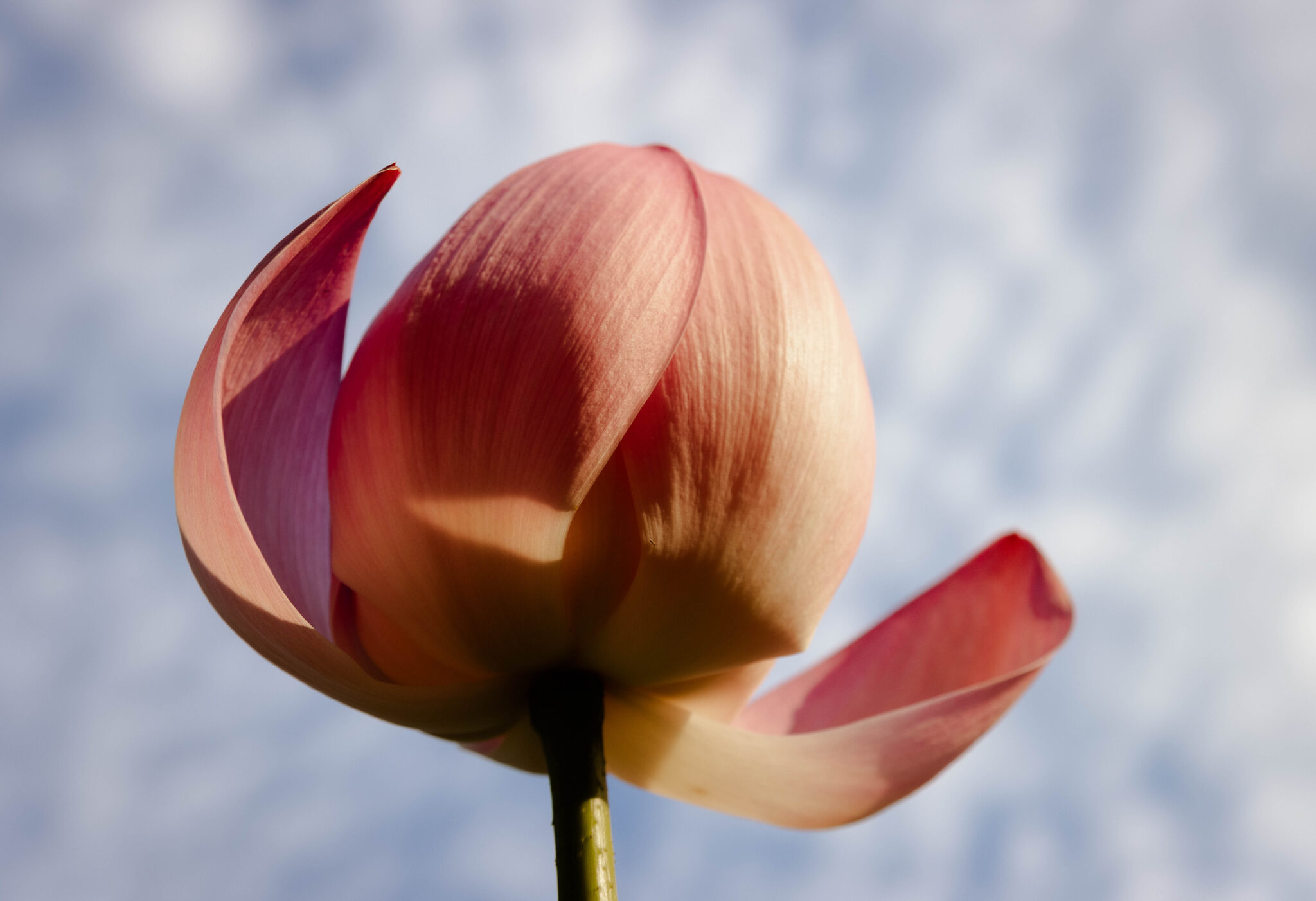 Lotus of the Khabarovsk Territory - My, The photo, Lotus, Landscape, Дальний Восток, Beginning photographer, Lake, Khabarovsk, Khabarovsk region, Flowers, Nature, Longpost