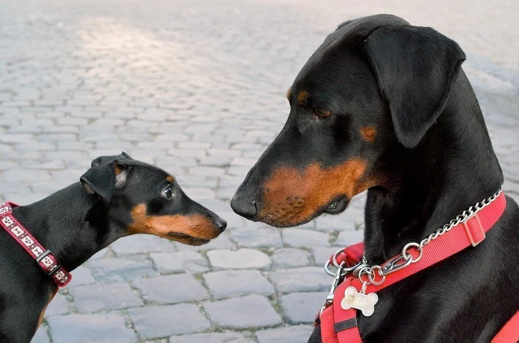 Miniature Pinscher: This small dog inspired the creation of the Doberman, because his guard skills are beyond praise - Miniature pinscher, Pinscher, Dog, Animal book, Yandex Zen, Longpost