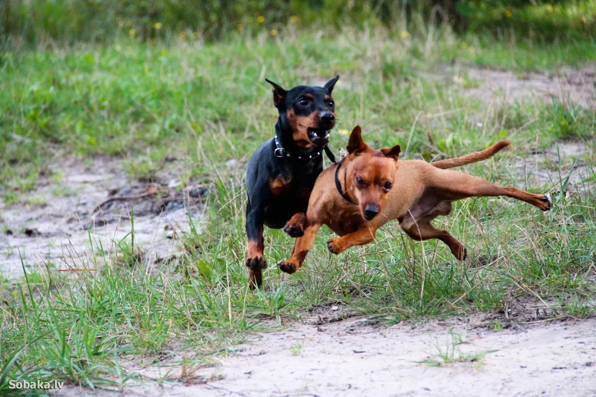 Miniature Pinscher: This small dog inspired the creation of the Doberman, because his guard skills are beyond praise - Miniature pinscher, Pinscher, Dog, Animal book, Yandex Zen, Longpost