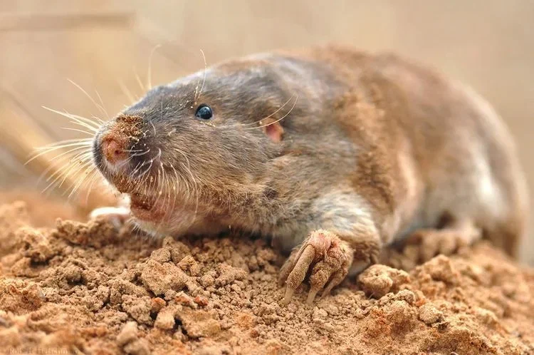 Southeast Gopher: Creates underground beds and grows roots. - Gofer, Rodents, Animal book, Yandex Zen, Longpost