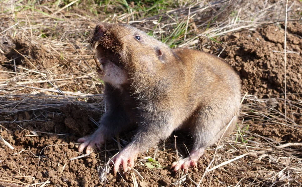 Southeast Gopher: Creates underground beds and grows roots. - Gofer, Rodents, Animal book, Yandex Zen, Longpost