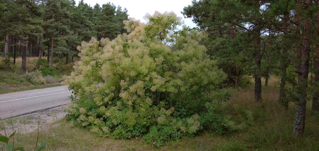 Skumpia - My, Mobile photography, Nature, Curonian Spit, Longpost