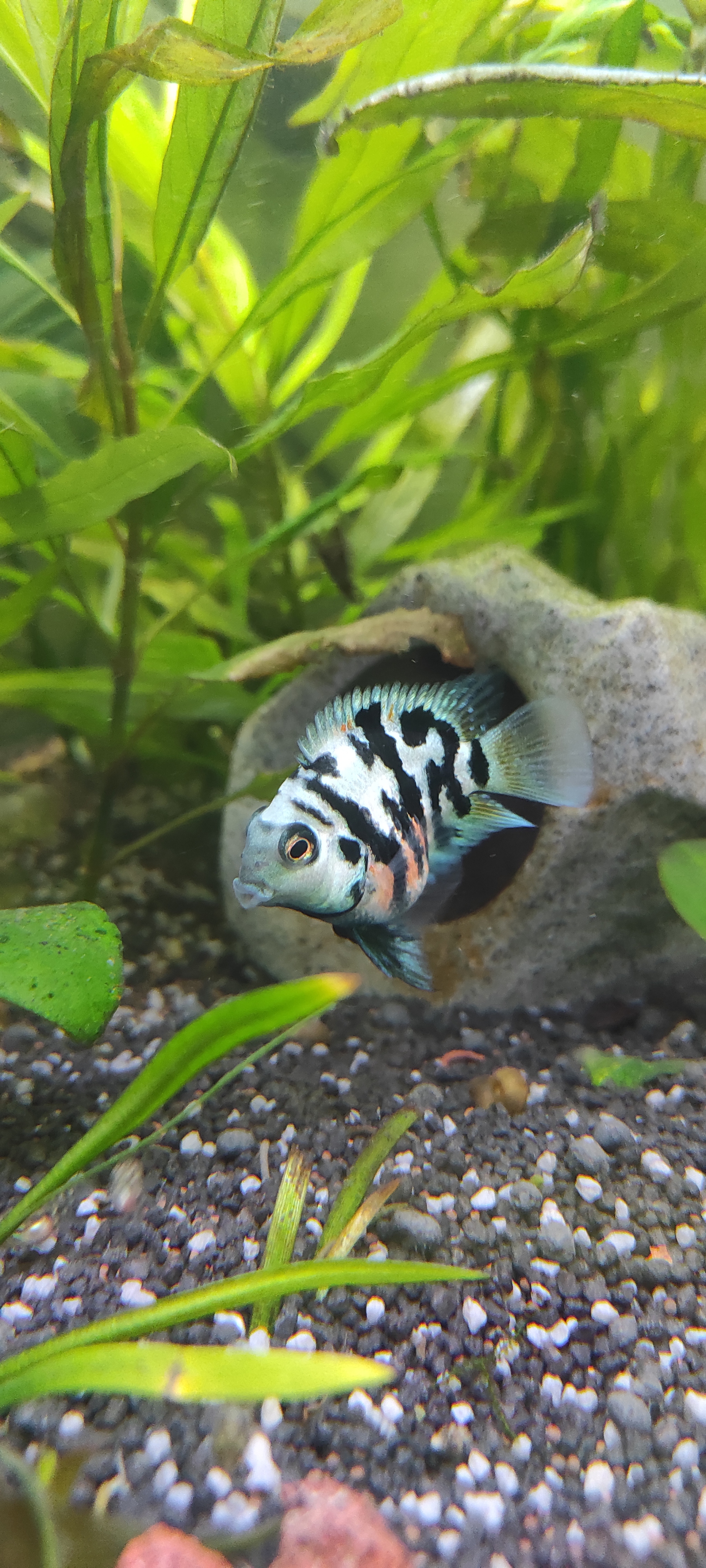 Tiger (sapphire) parrot - My, Aquarium, Aquarium, Aquarium fish, Longpost