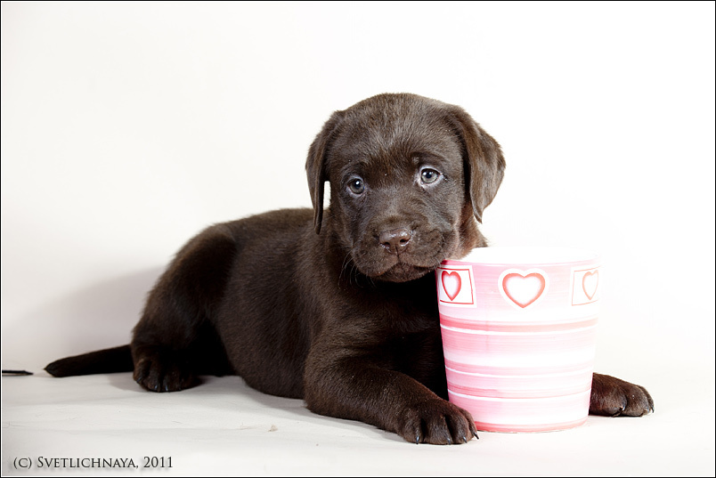 Means of communication - My, Friend, Memories, Life stories, Labrador, Puppies, friendship, Longpost, Dog