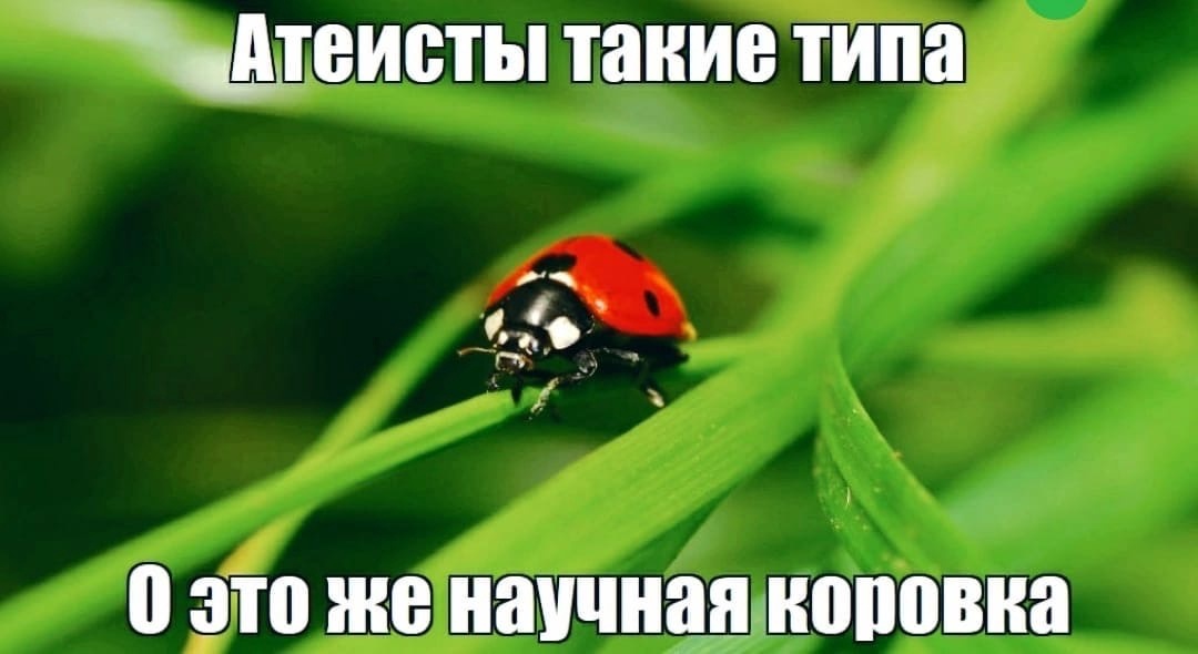 Ladybug - Picture with text, Atheism, God, ladybug, Humor