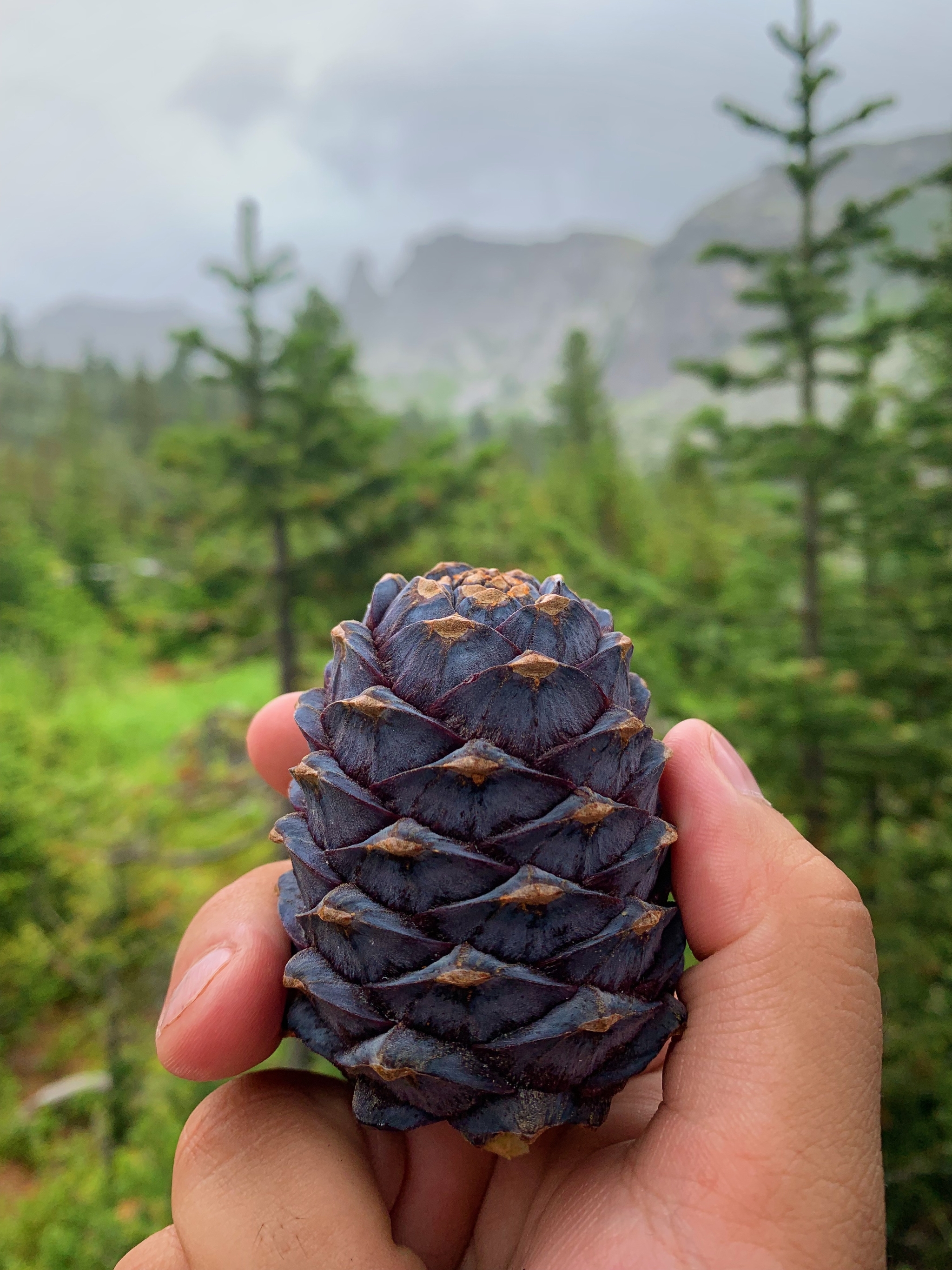 baby cones - My, Cones, beauty of nature, Forest, Mobile photography