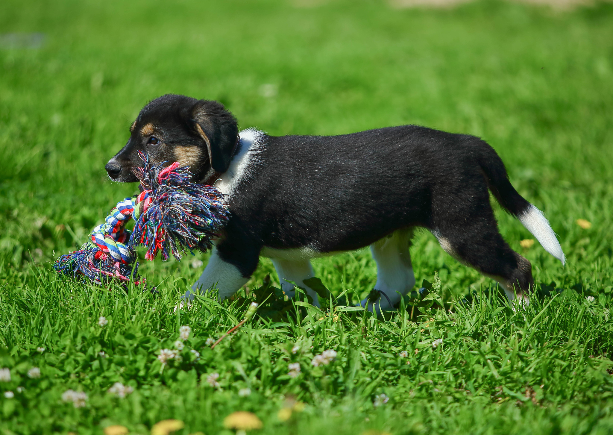 Hammer. Knows how to be serious. But still nobody, and it's not serious - My, Dog, Puppies, Shelter, Animal shelter, In good hands, Help, The rescue, Animal Rescue, Milota, The strength of the Peekaboo, Longpost