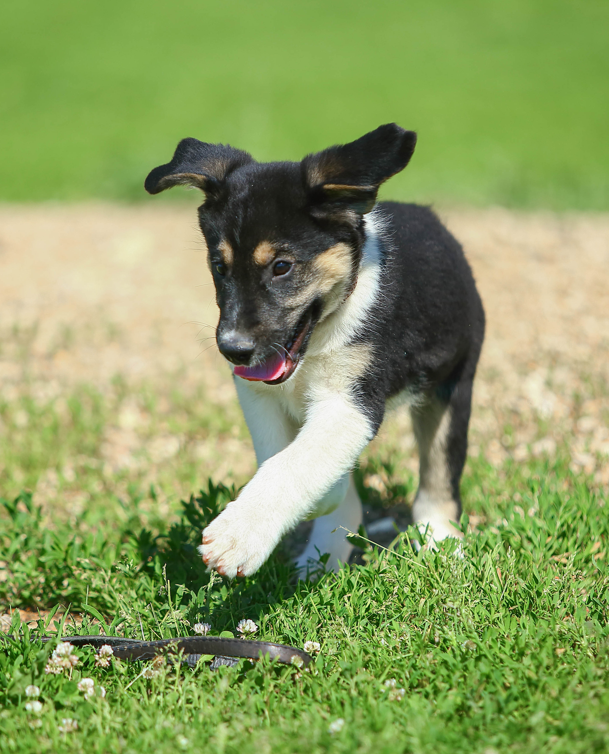 Hammer. Knows how to be serious. But still nobody, and it's not serious - My, Dog, Puppies, Shelter, Animal shelter, In good hands, Help, The rescue, Animal Rescue, Milota, The strength of the Peekaboo, Longpost