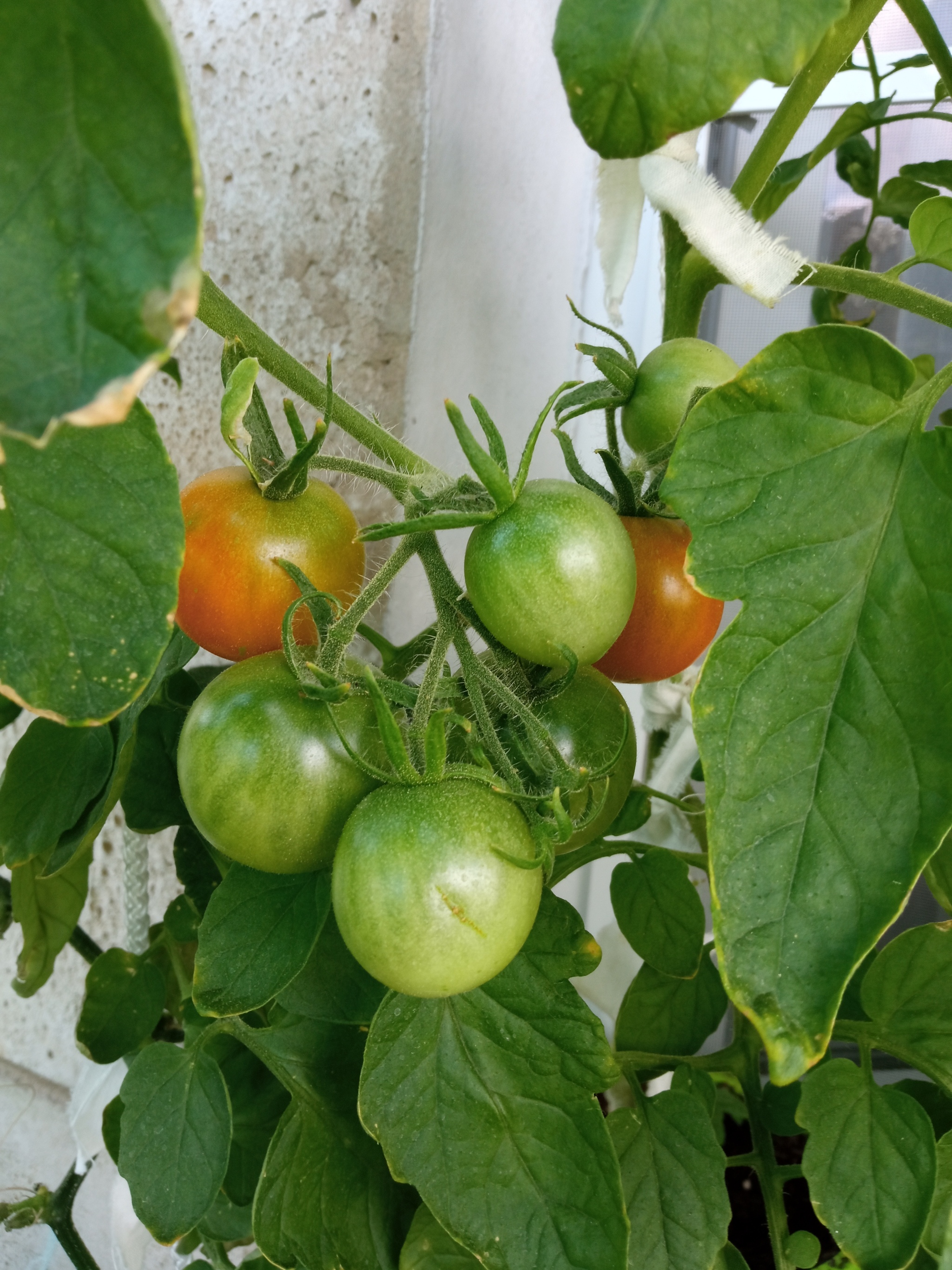 About the garden and more - My, Vegetable garden on the windowsill, Seedling, Longpost