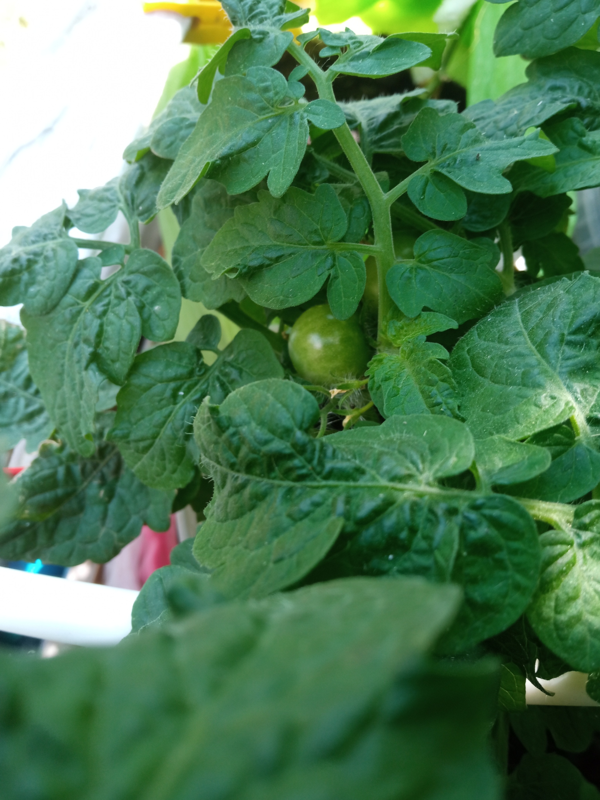 About the garden and more - My, Vegetable garden on the windowsill, Seedling, Longpost