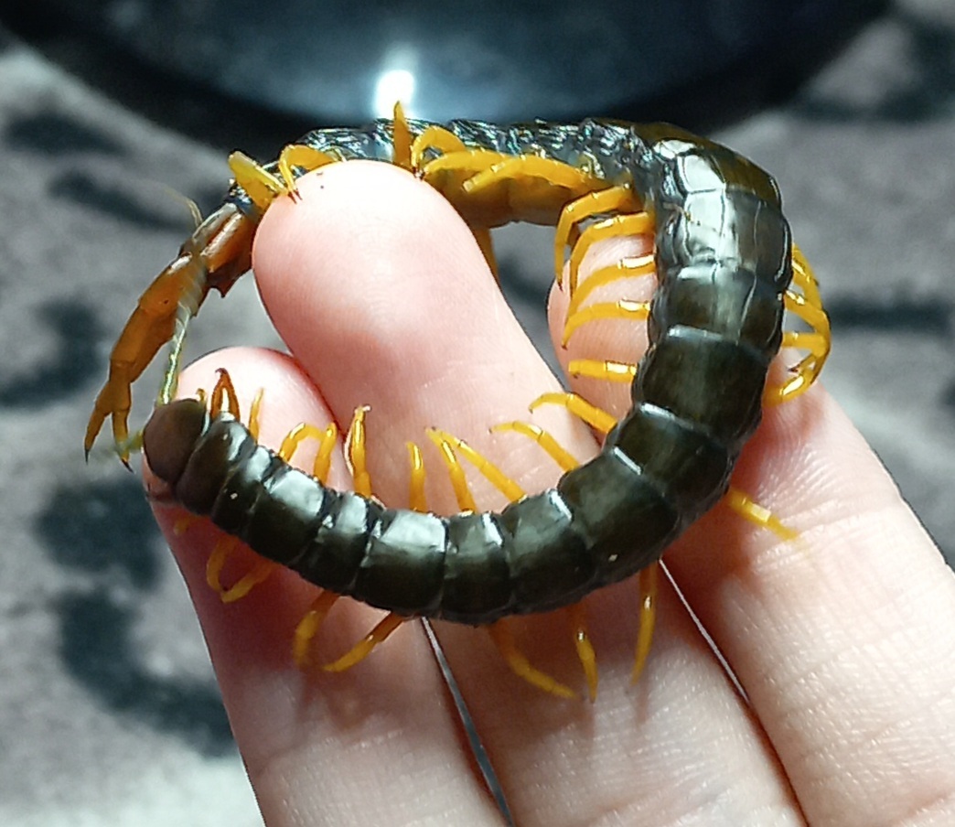 Tragedy in five acts or underbite - My, Scolopendra, Bite, The photo, Insectophobia, Centipede, Centipede, Longpost, Negative