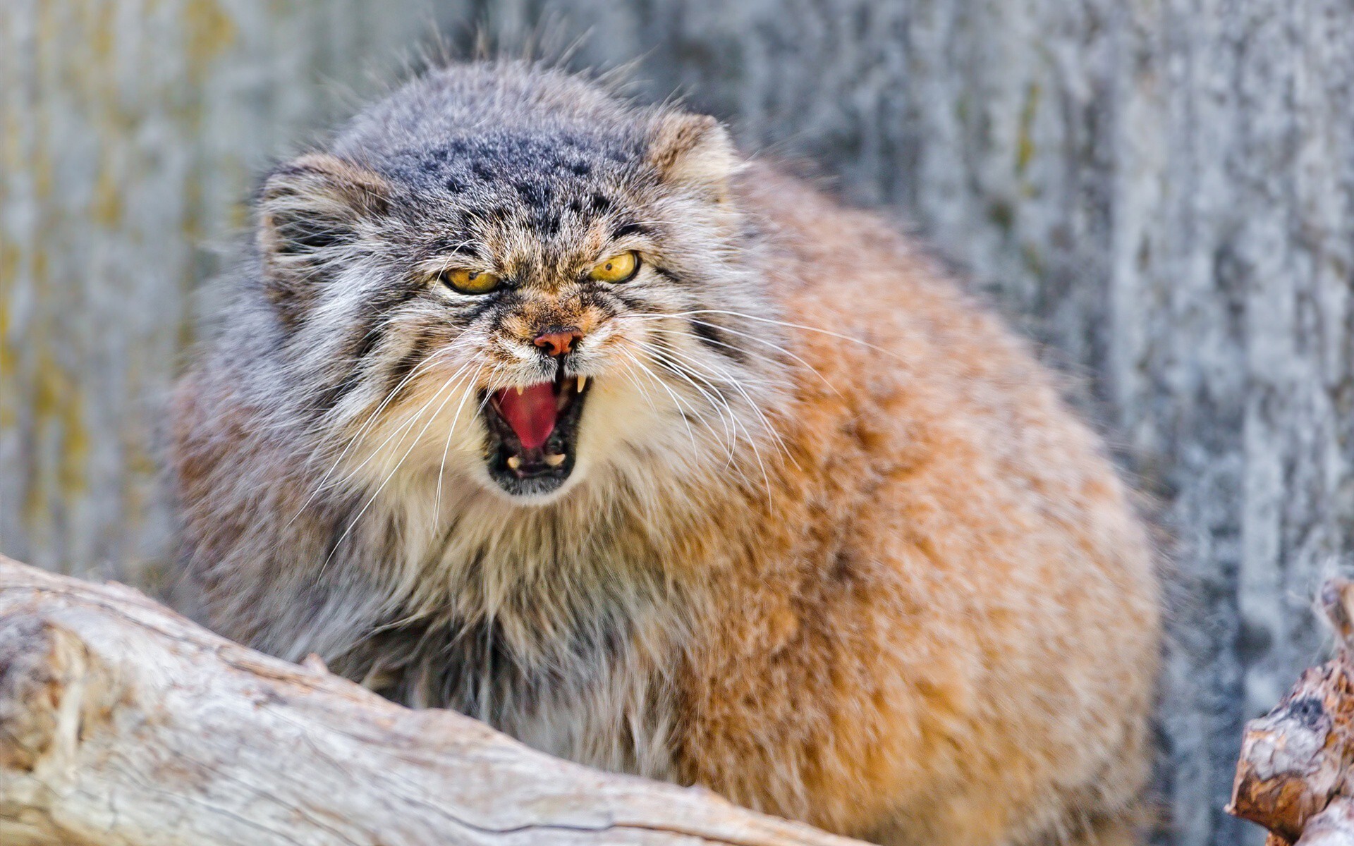 Not ironed manul - Pallas' cat, Pet the cat, Cat family, Small cats