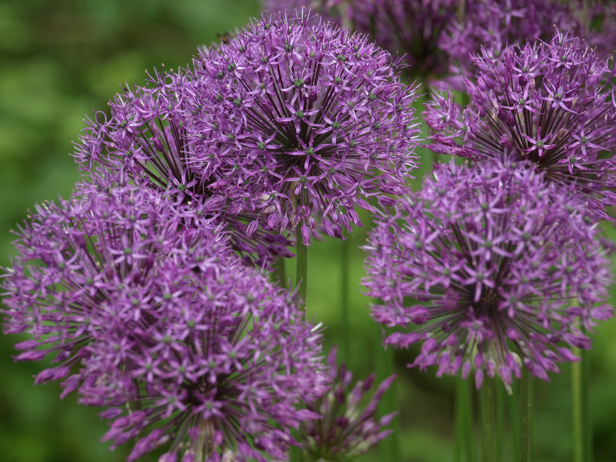 Flowers and plants - My, The photo, The nature of Russia, Plants, Flowers, Longpost