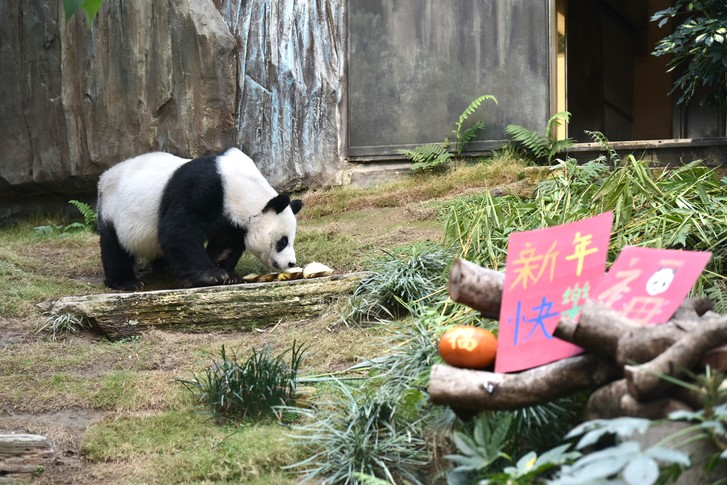 World's oldest panda dies in Hong Kong - Panda, The Bears, Hong Kong, Old age, Death, Wild animals, Zoo, Longpost, Negative