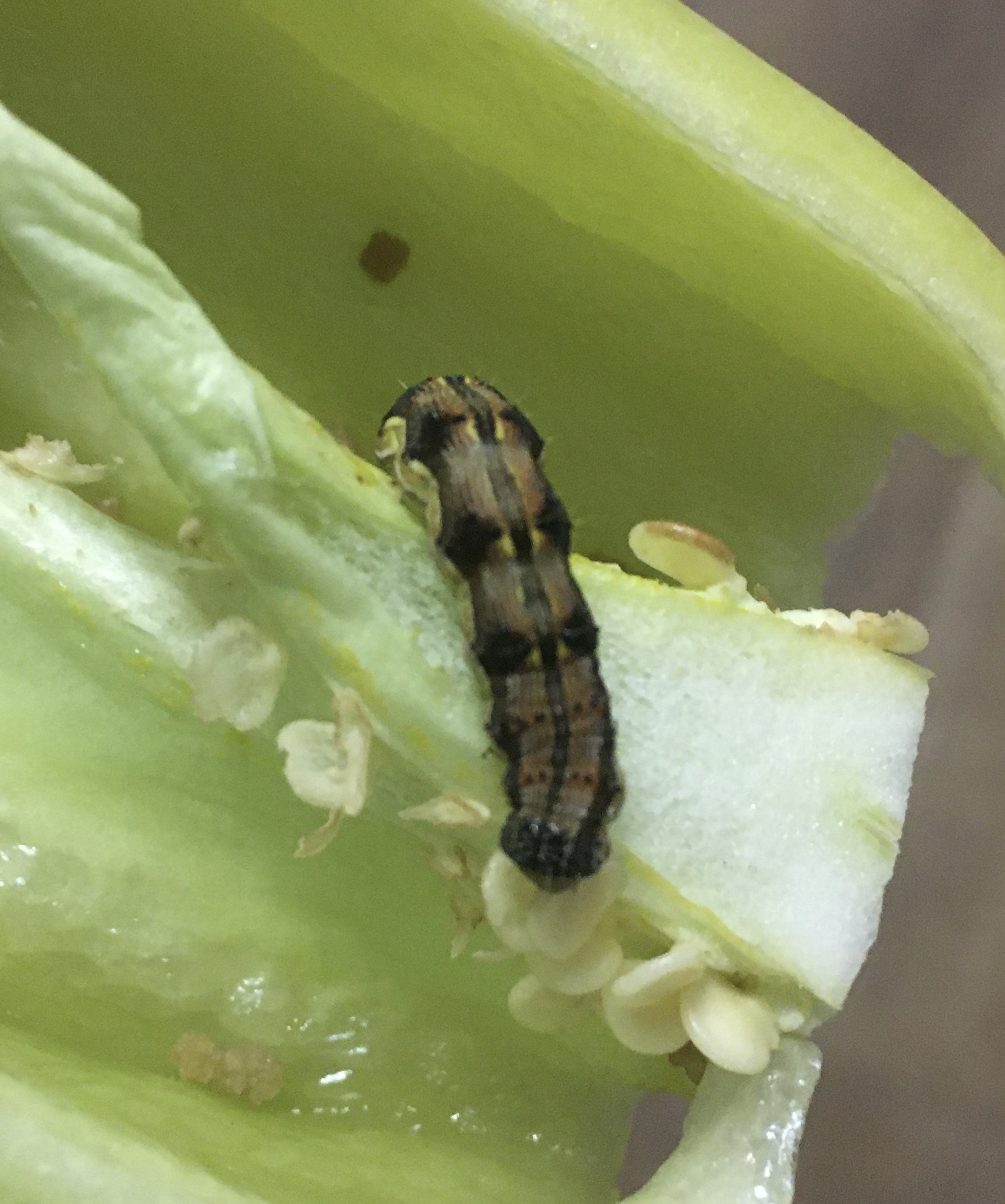 Who is it? - My, Caterpillar, Insects, Question