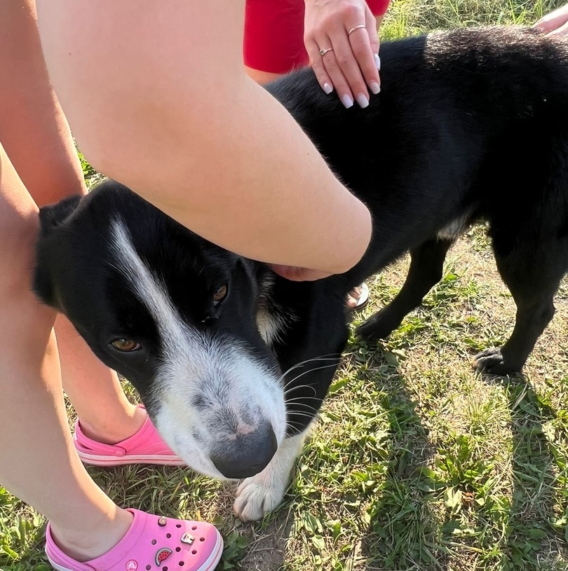 The young dog was brought to someone else's SNT and left there two weeks ago. - My, Moscow, Moscow region, Подмосковье, Shatura, Helping animals, Help, In good hands, Animal Rescue, Homeless animals, Lost, Dog, Cats and dogs together, Found a dog, No rating, Longpost