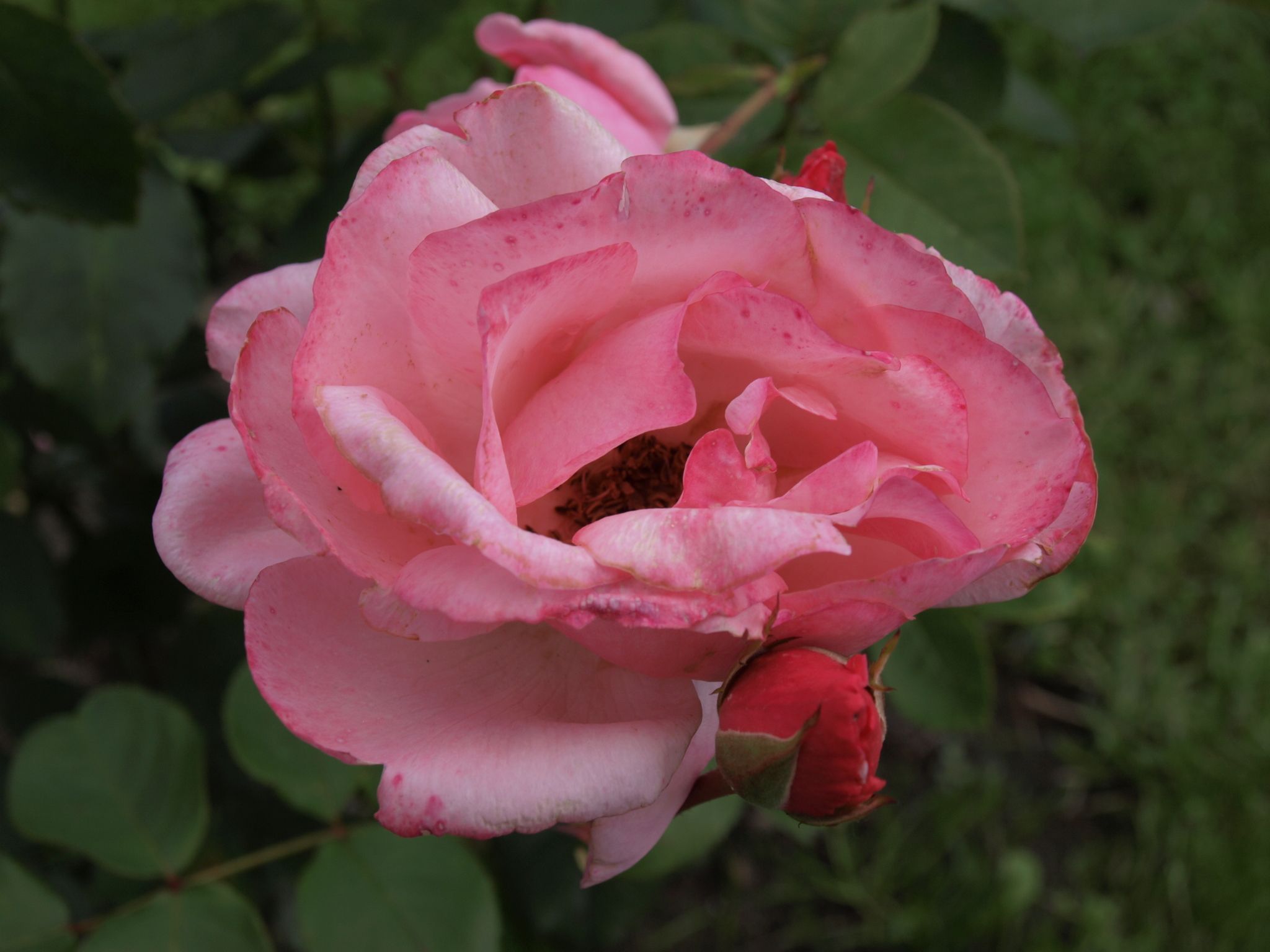 Flowers - My, The photo, The nature of Russia, Plants, Flowers, Longpost