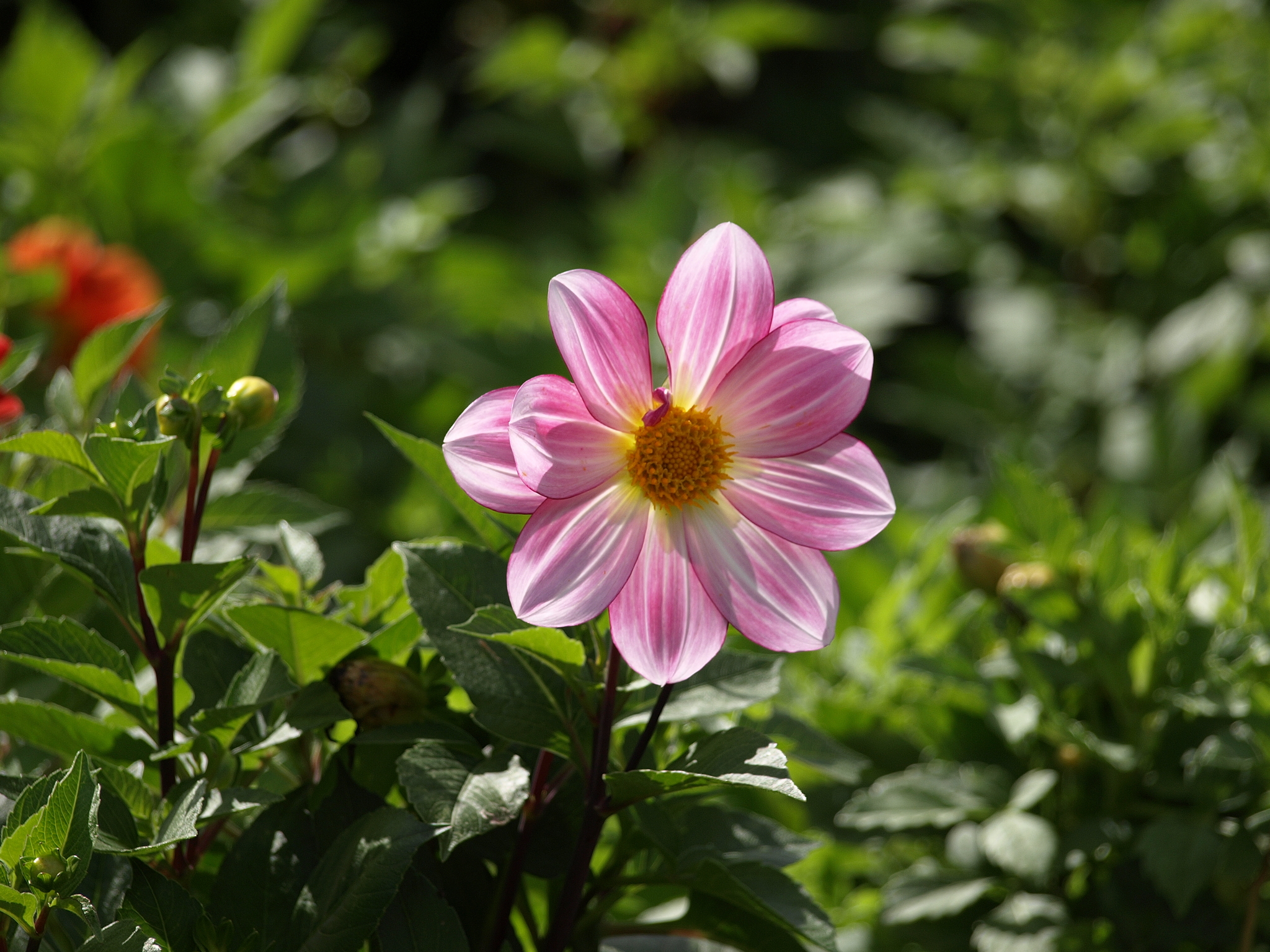 Flowers - My, The photo, The nature of Russia, Plants, Flowers, Longpost