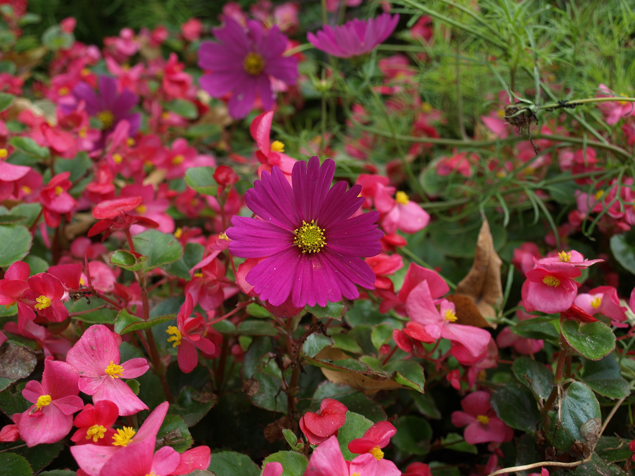 Flowers - My, The photo, The nature of Russia, Plants, Flowers, Longpost