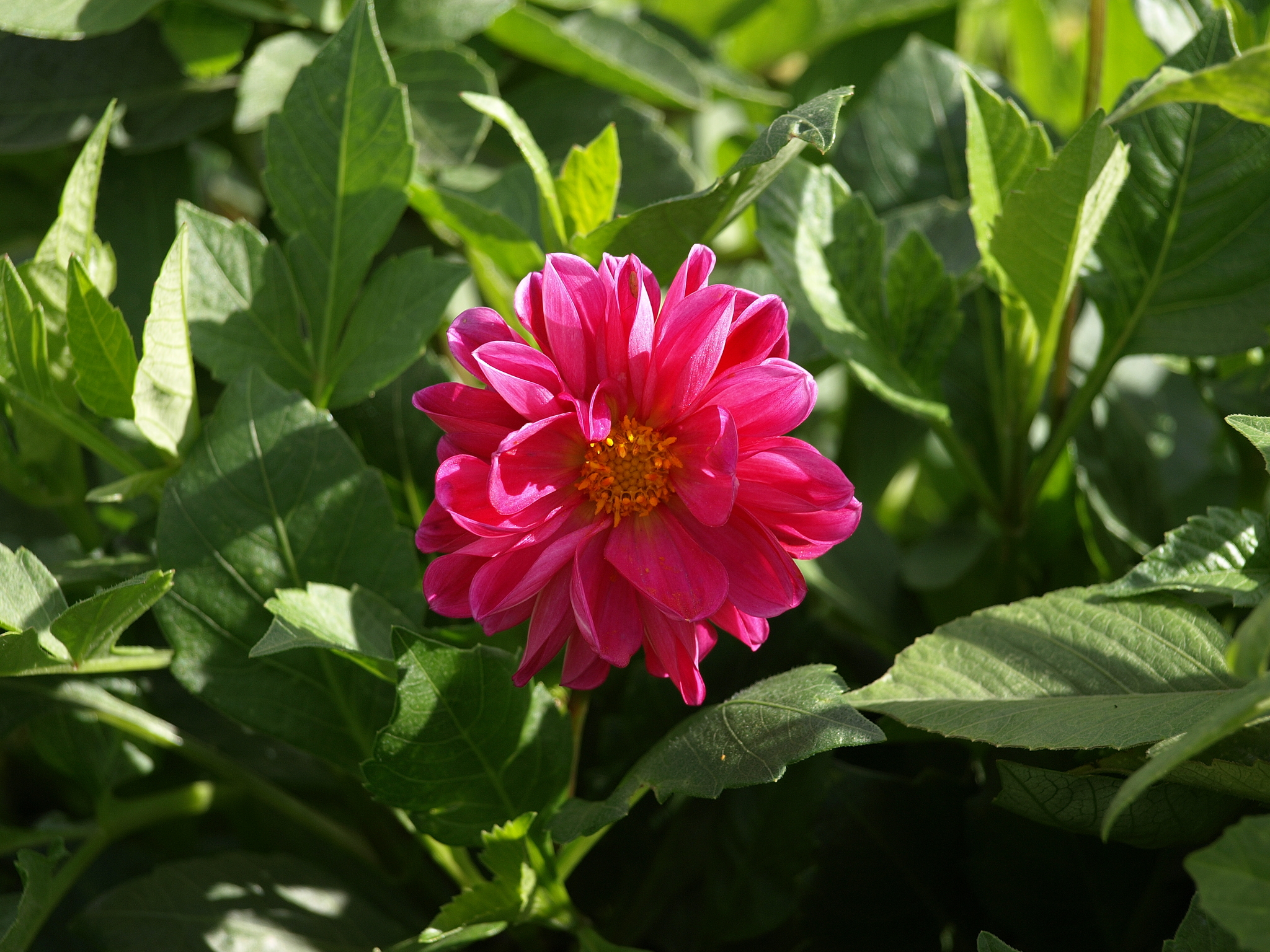 Flowers - My, The photo, The nature of Russia, Plants, Flowers, Longpost