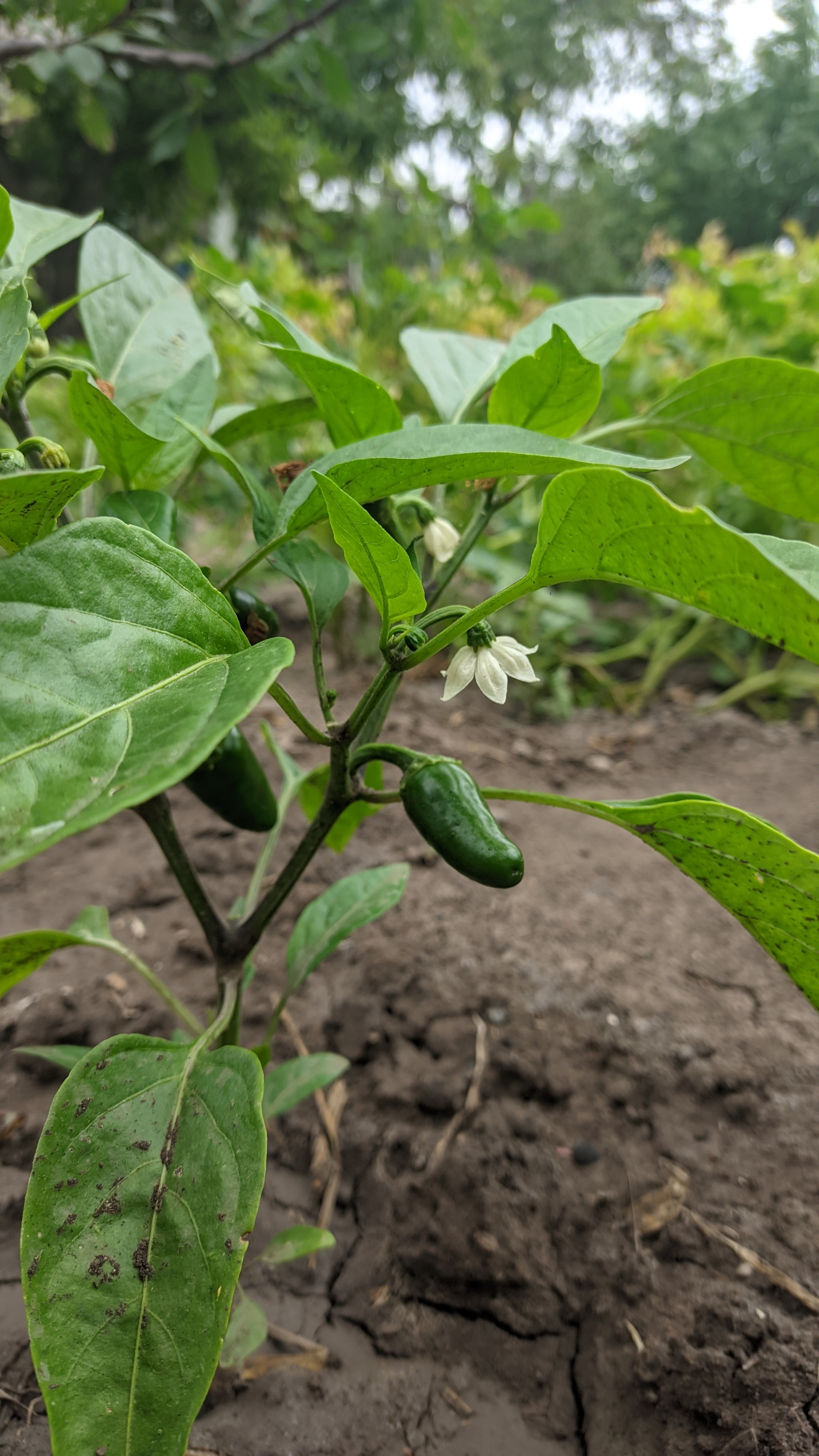 What is the difference - My, Hot peppers, Houseplants, Longpost