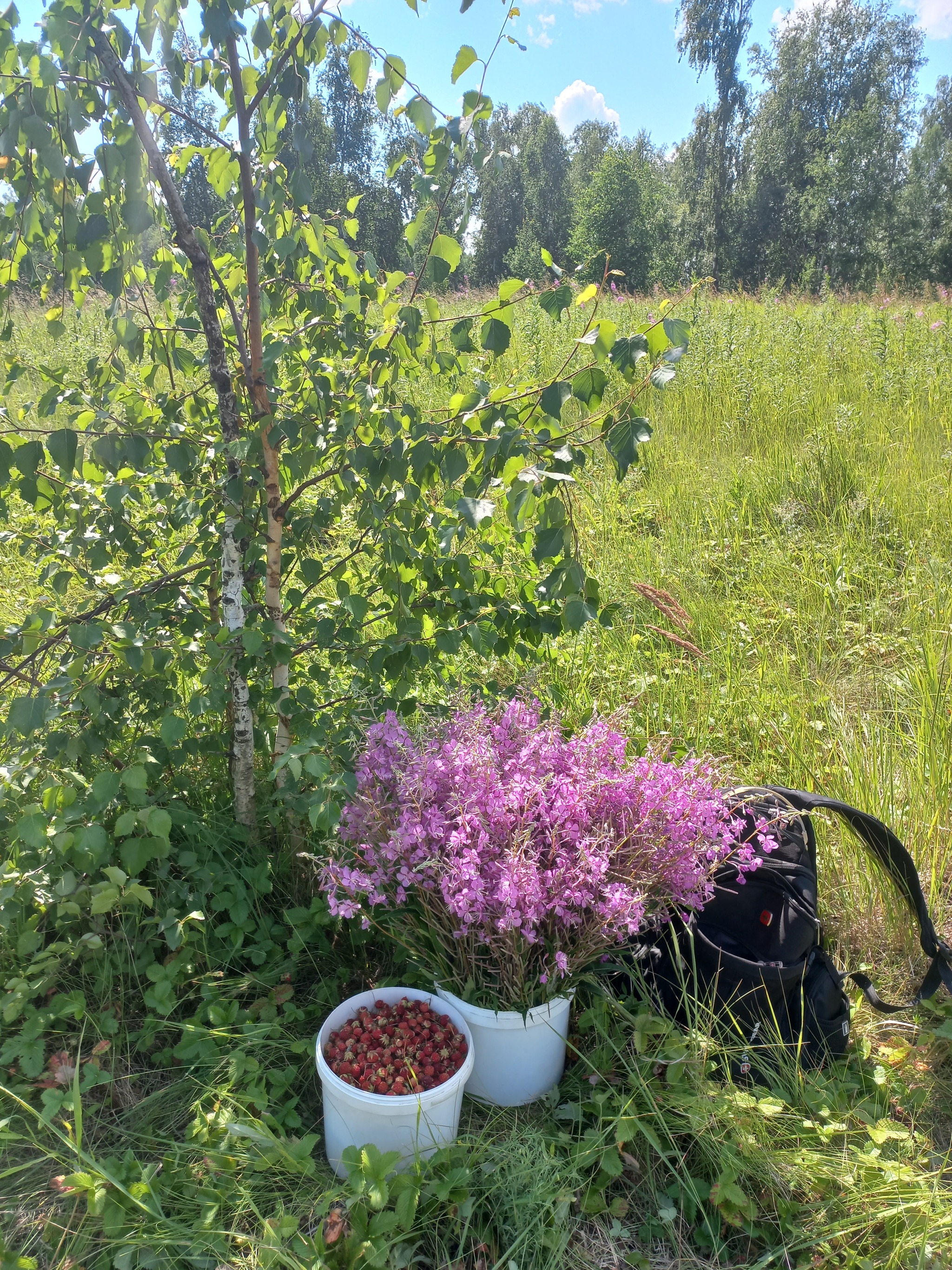 In the forest for berries. Chelyabinsk region - My, Forest, Strawberry, Blooming Sally, Summer, Longpost