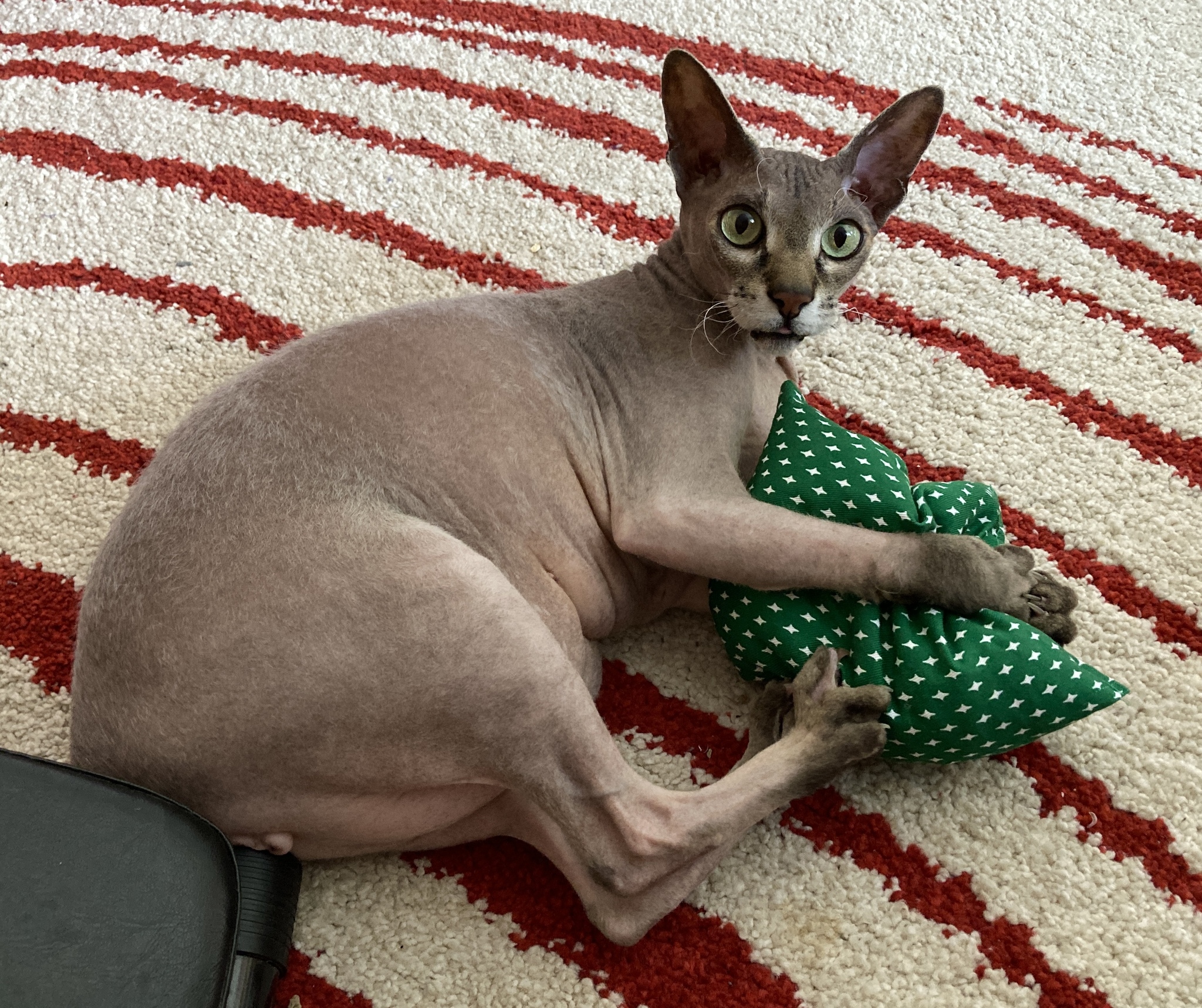 fish day - My, Sphinx, cat, The photo, Don Sphynx, Birthday, Text, Longpost